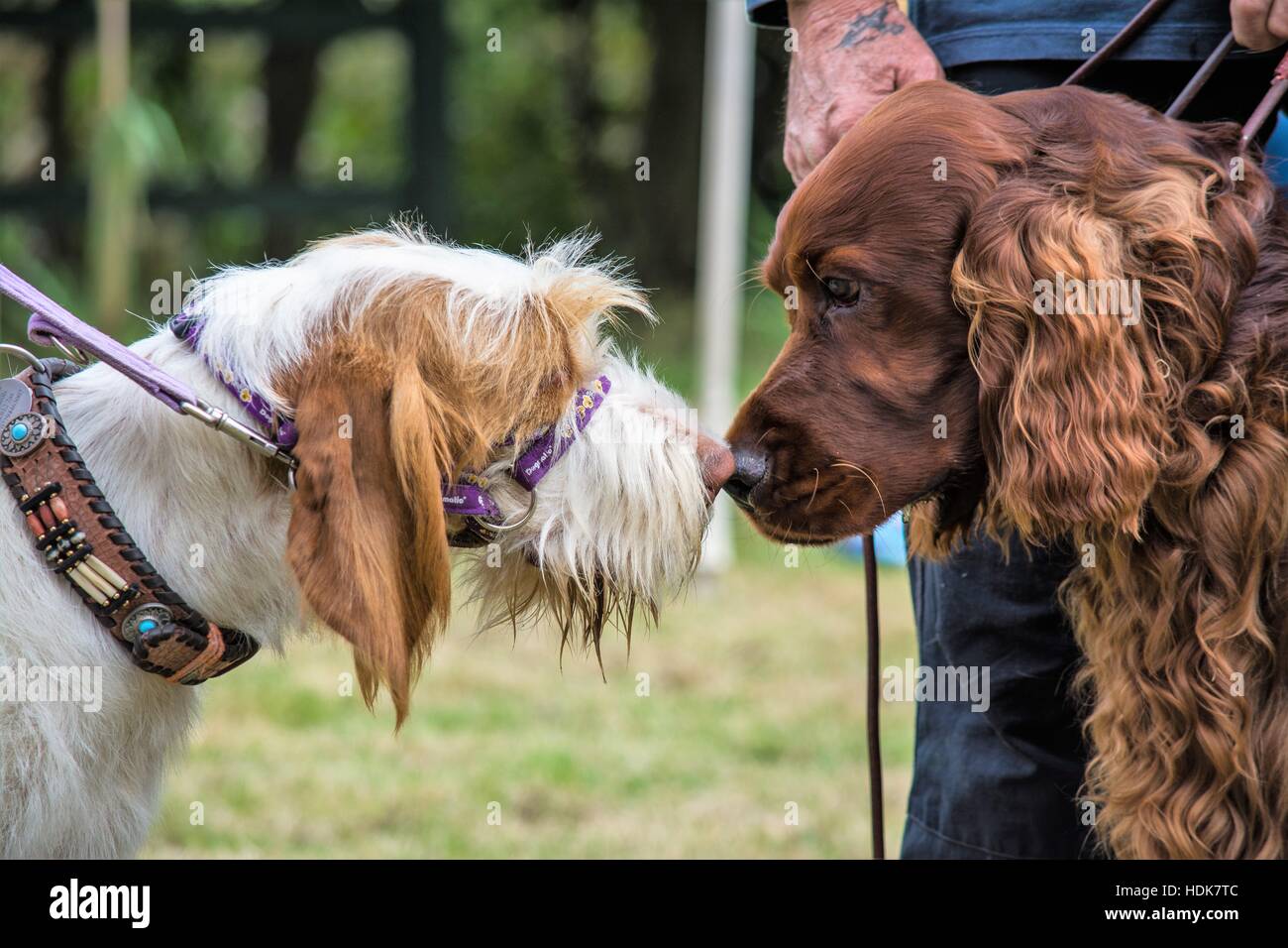 Due cani sale riunioni Foto Stock