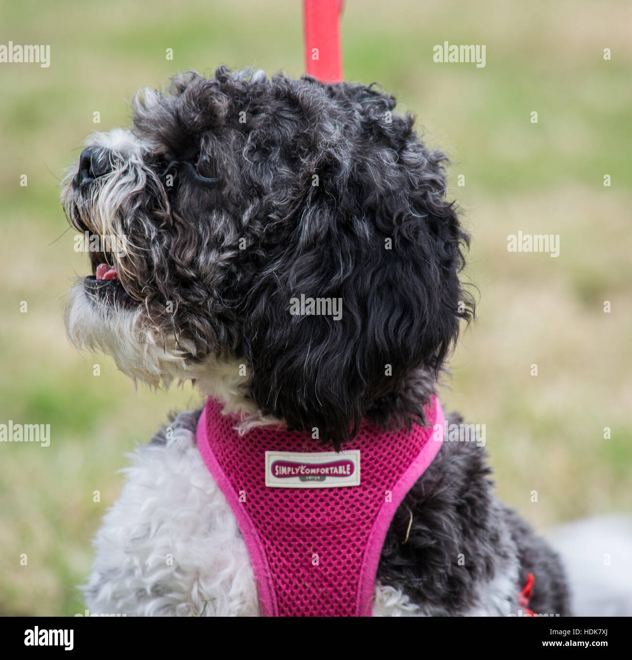 Shih tzu cane con cavo rosa Foto Stock