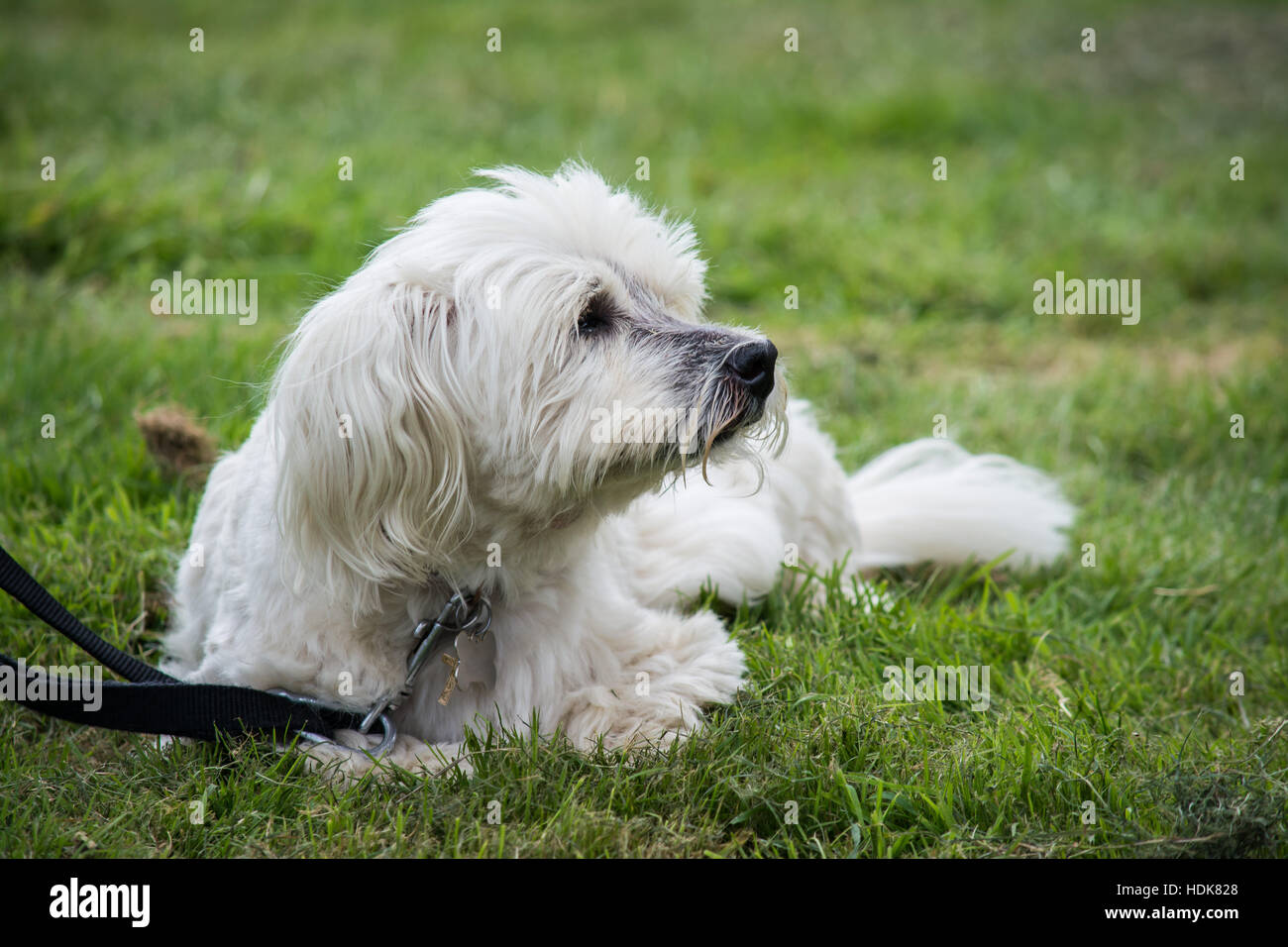 Cane del Terrier Foto Stock