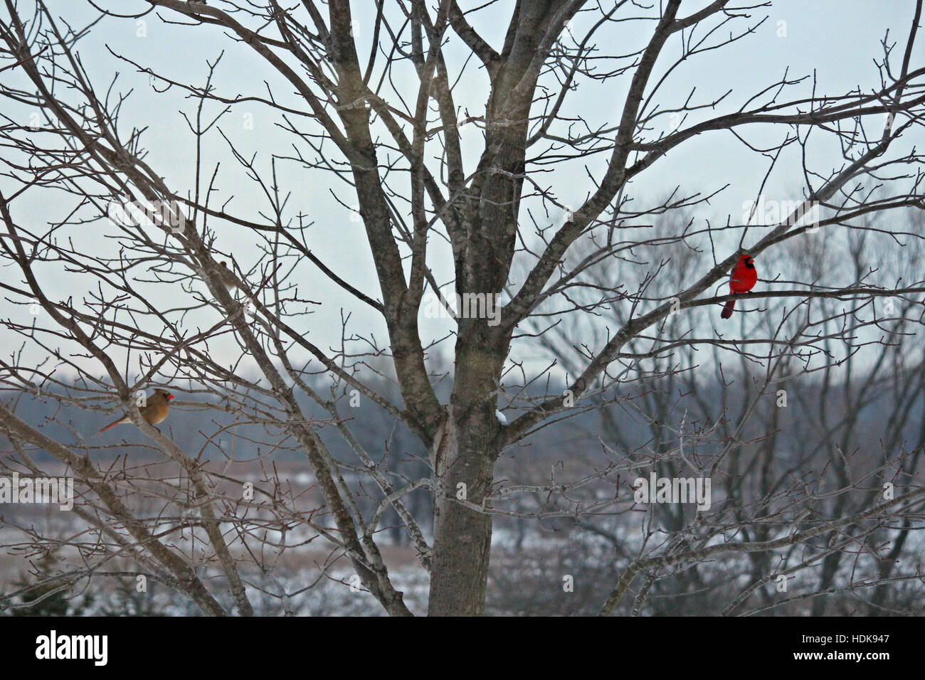 Maschio e femmina cardinali nord seduto in una King Crimson acero in inverno a Trevor, Wisconsin, STATI UNITI D'AMERICA Foto Stock