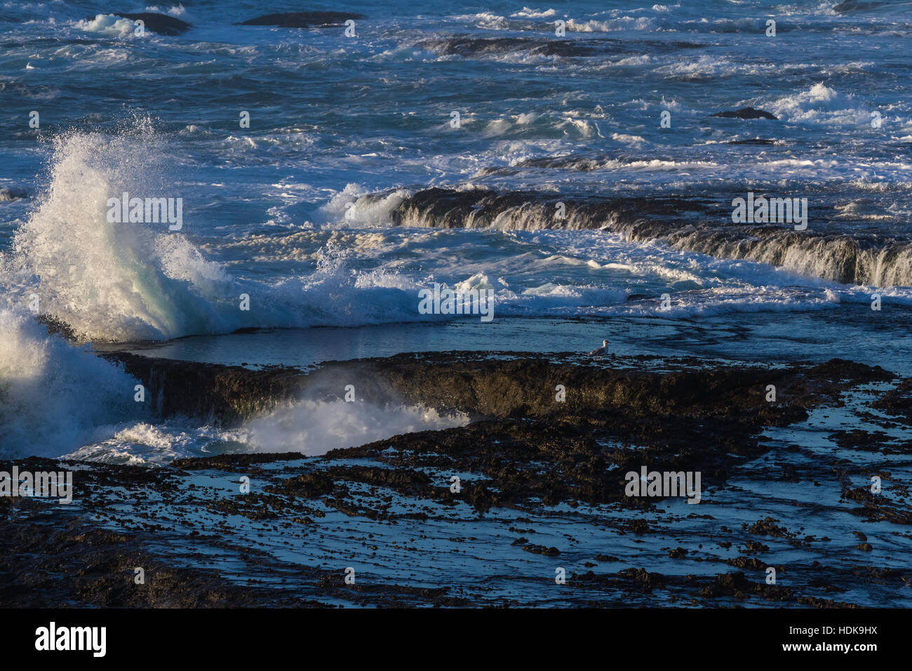 Potente scena con onde che si infrangono creando una drammatica esplosione su questa roccia lavica scogliere con un gabbiano in piedi su un poco profonda piscina di marea Foto Stock