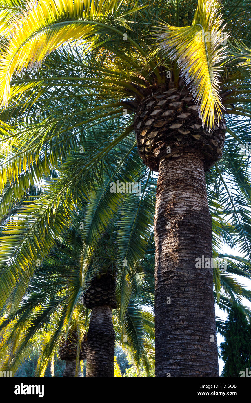 Splendide palme come paesaggio con sole del pomeriggio la luce sulle foglie in California Foto Stock