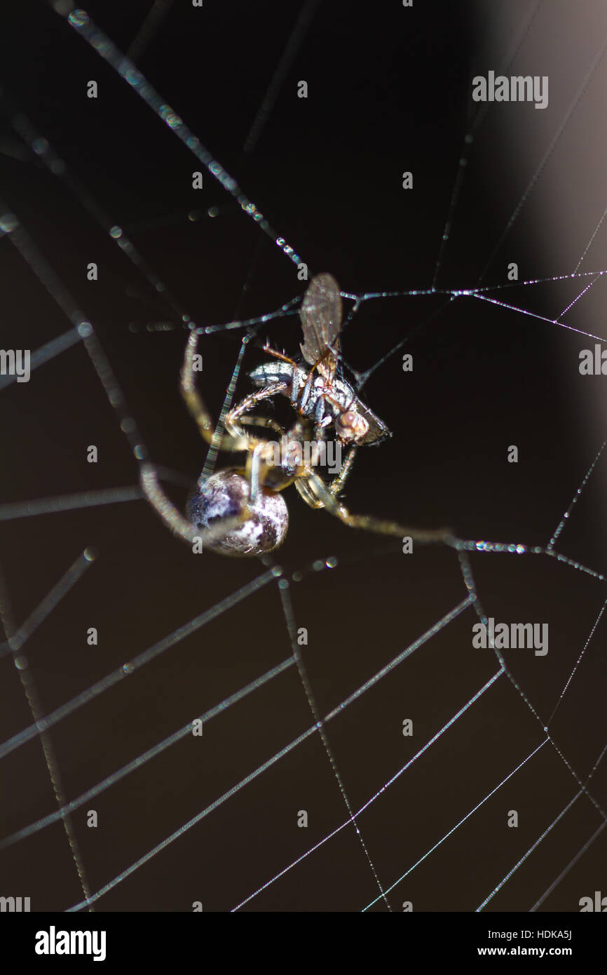 Close up di un ragno un incarto appena catturati volare in un nastro adesivo con uno sfondo scuro Foto Stock