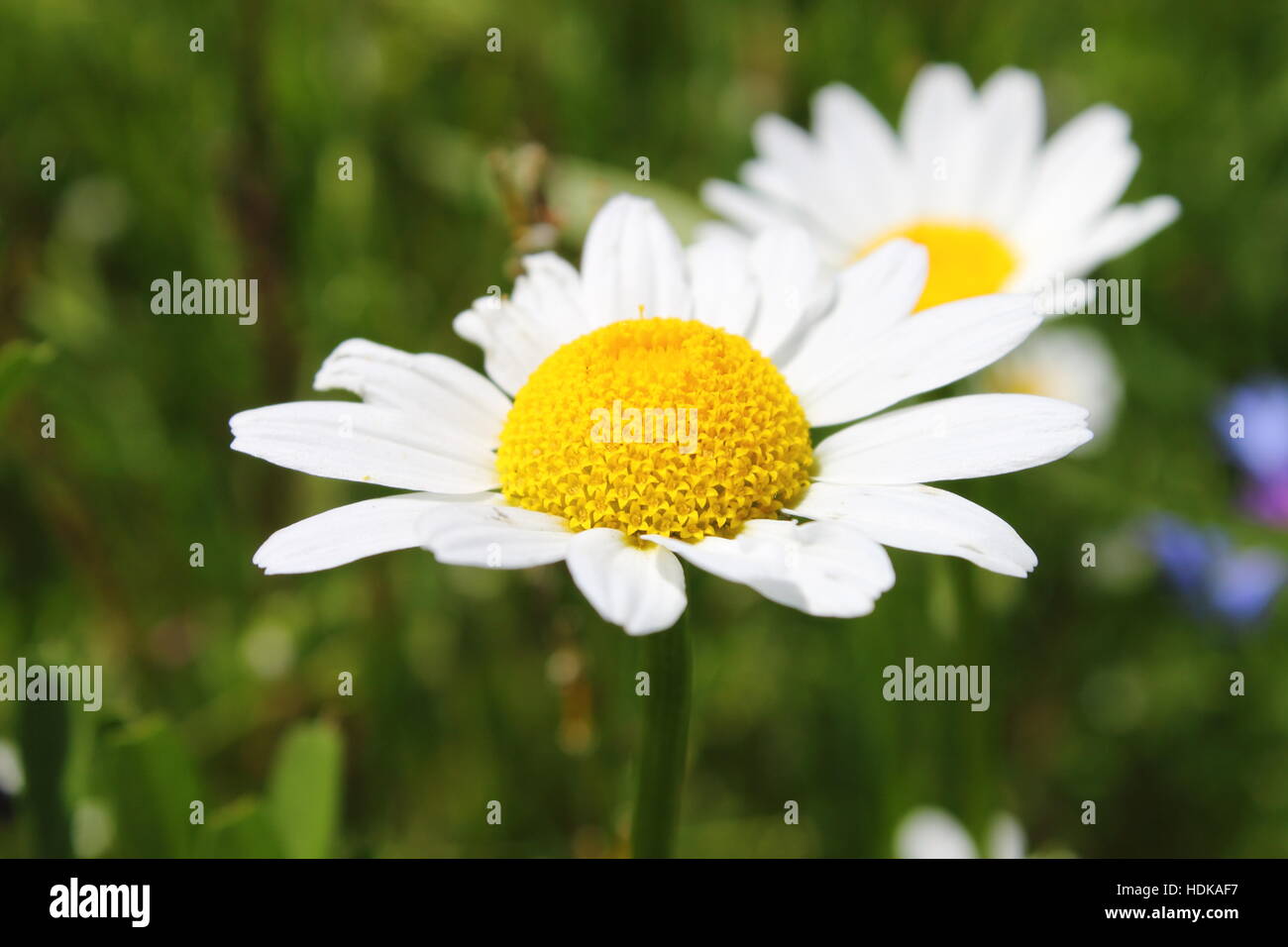 Vista ingrandita di margherite bianco fiori Foto Stock