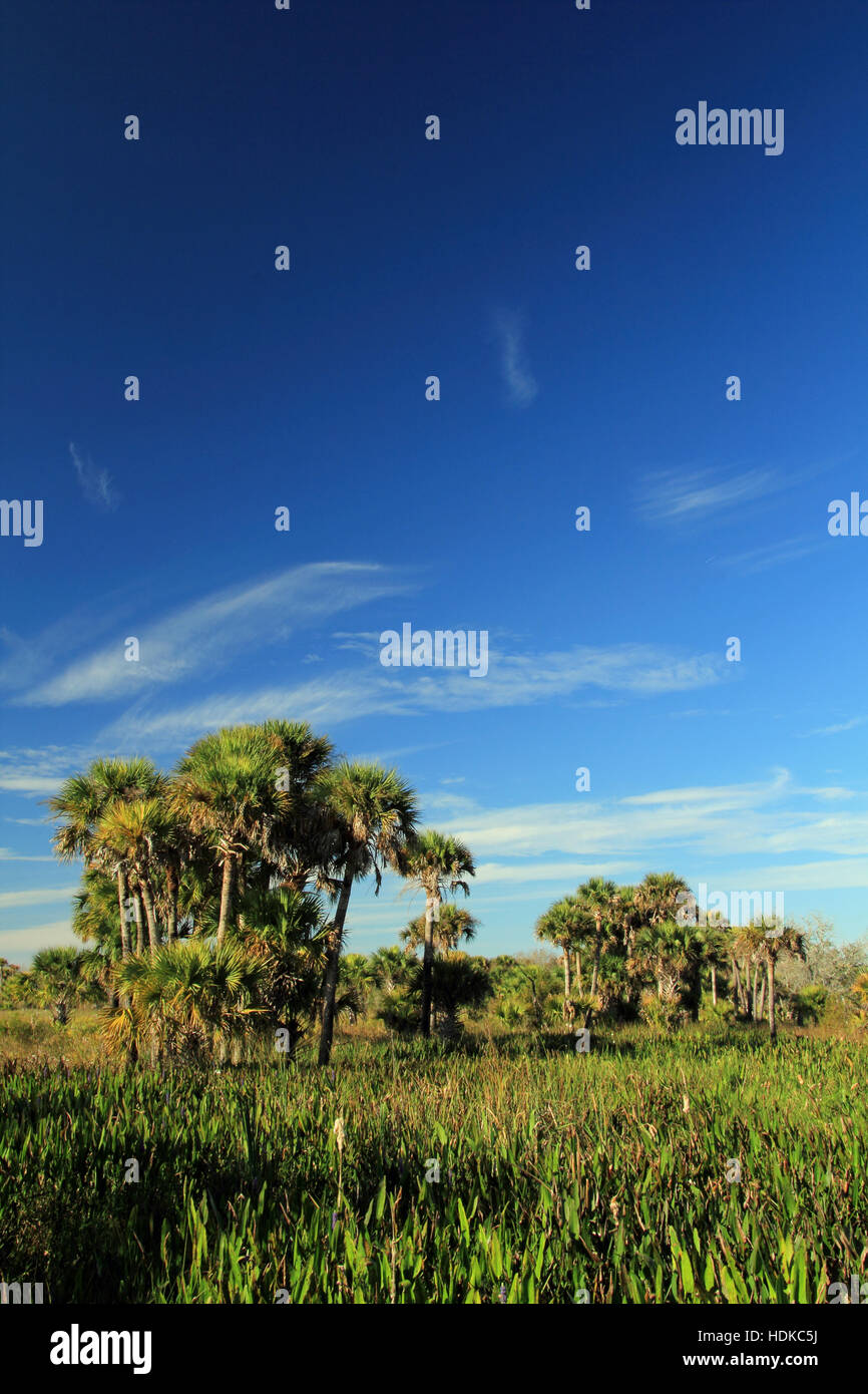 Kissimmee Prairie preservare parco dello Stato nello Stato della Florida Foto Stock