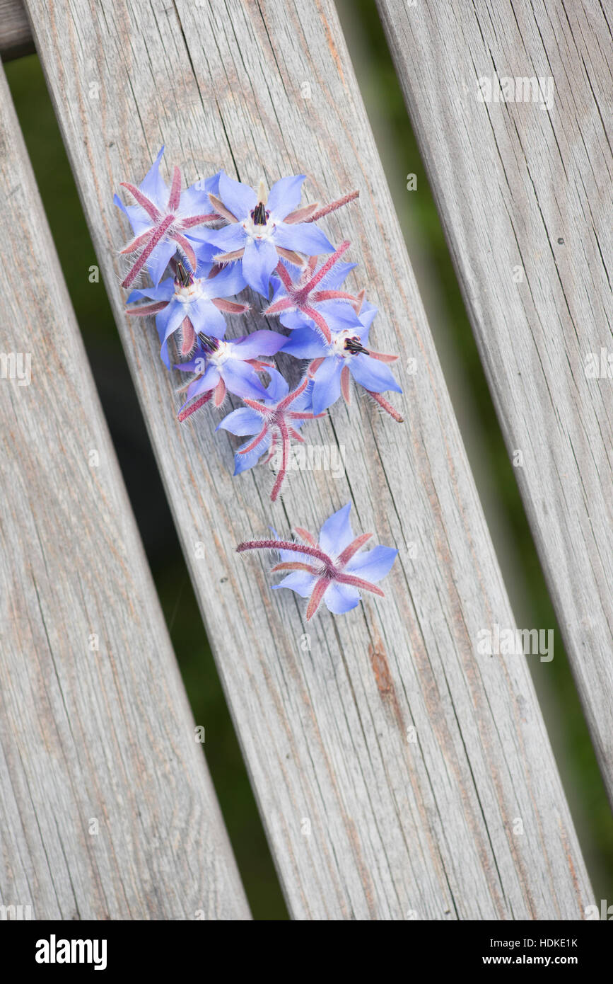 La borragine fiori su legno Tavolo da giardino. Noto anche come starflower, questo commestibile fiore blu è un annuale alle erbe. Foto Stock