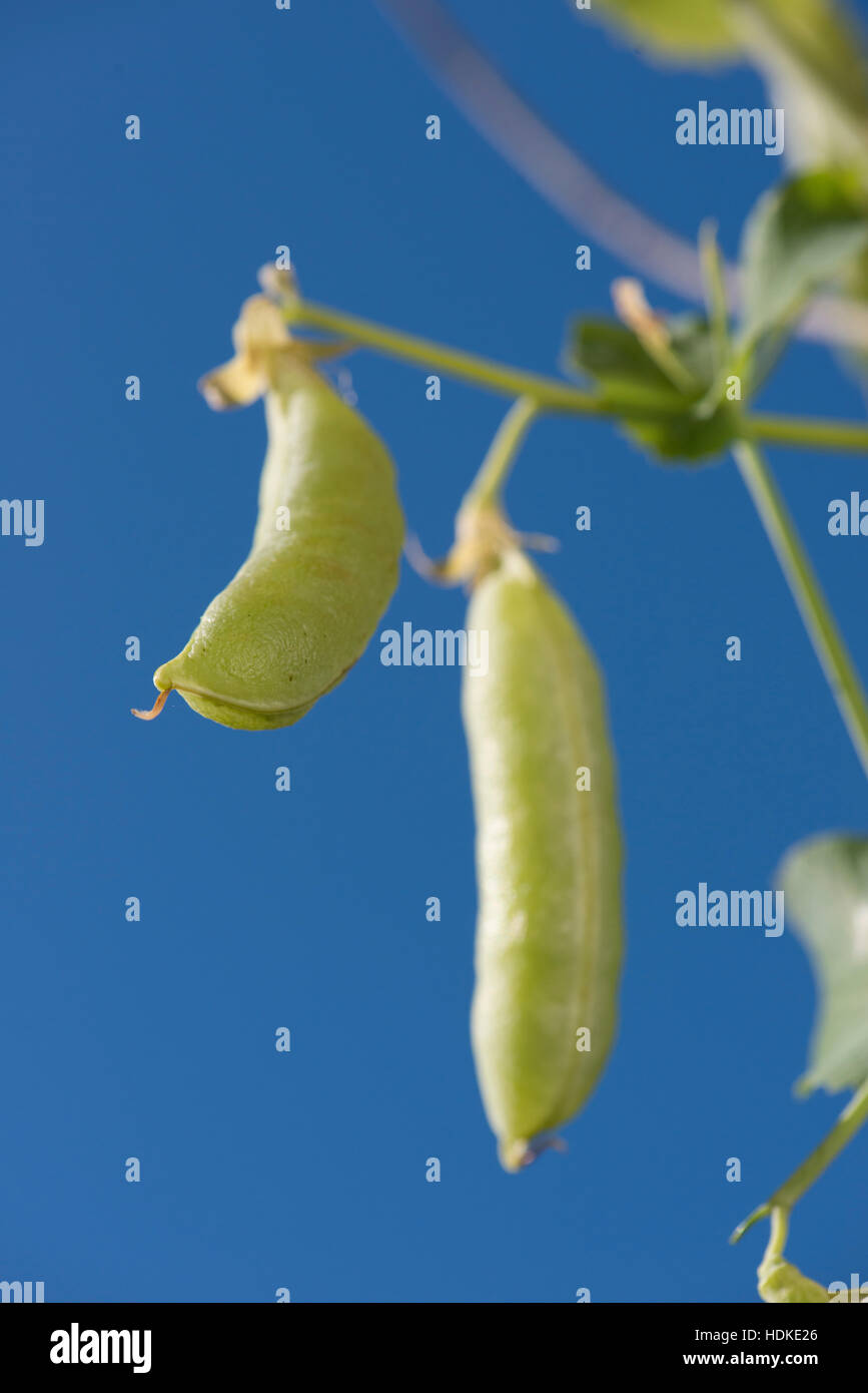 I piselli che cresce in giardino. Fresche e mature verdura verde in close up e cielo blu. Foto Stock