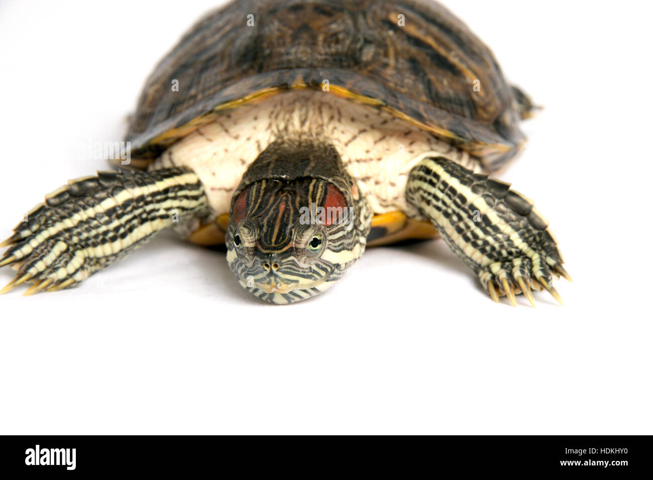 Turtle Trachemys scripta isolato Foto Stock