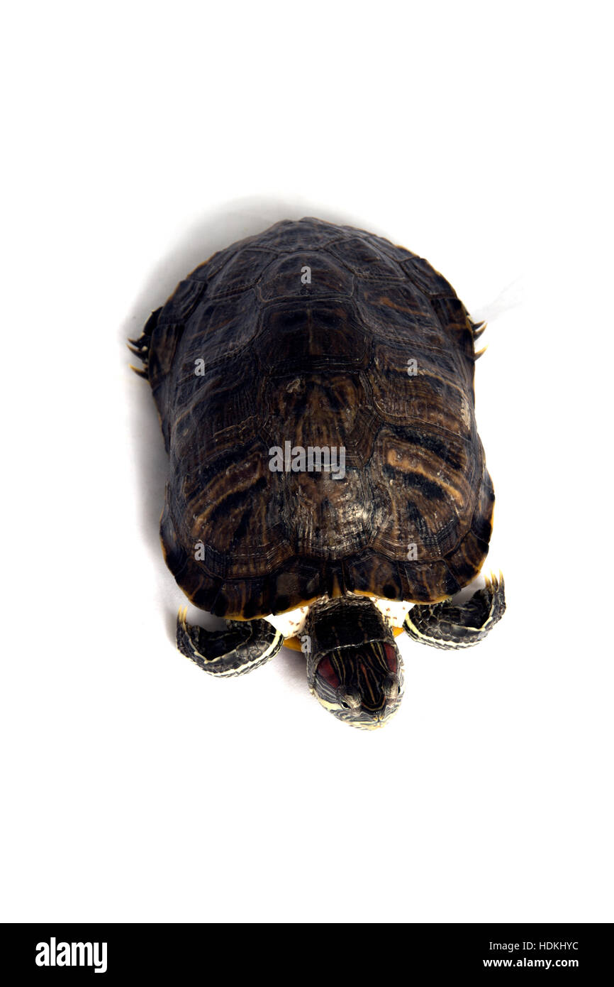 Trachemys scripta isolato Foto Stock