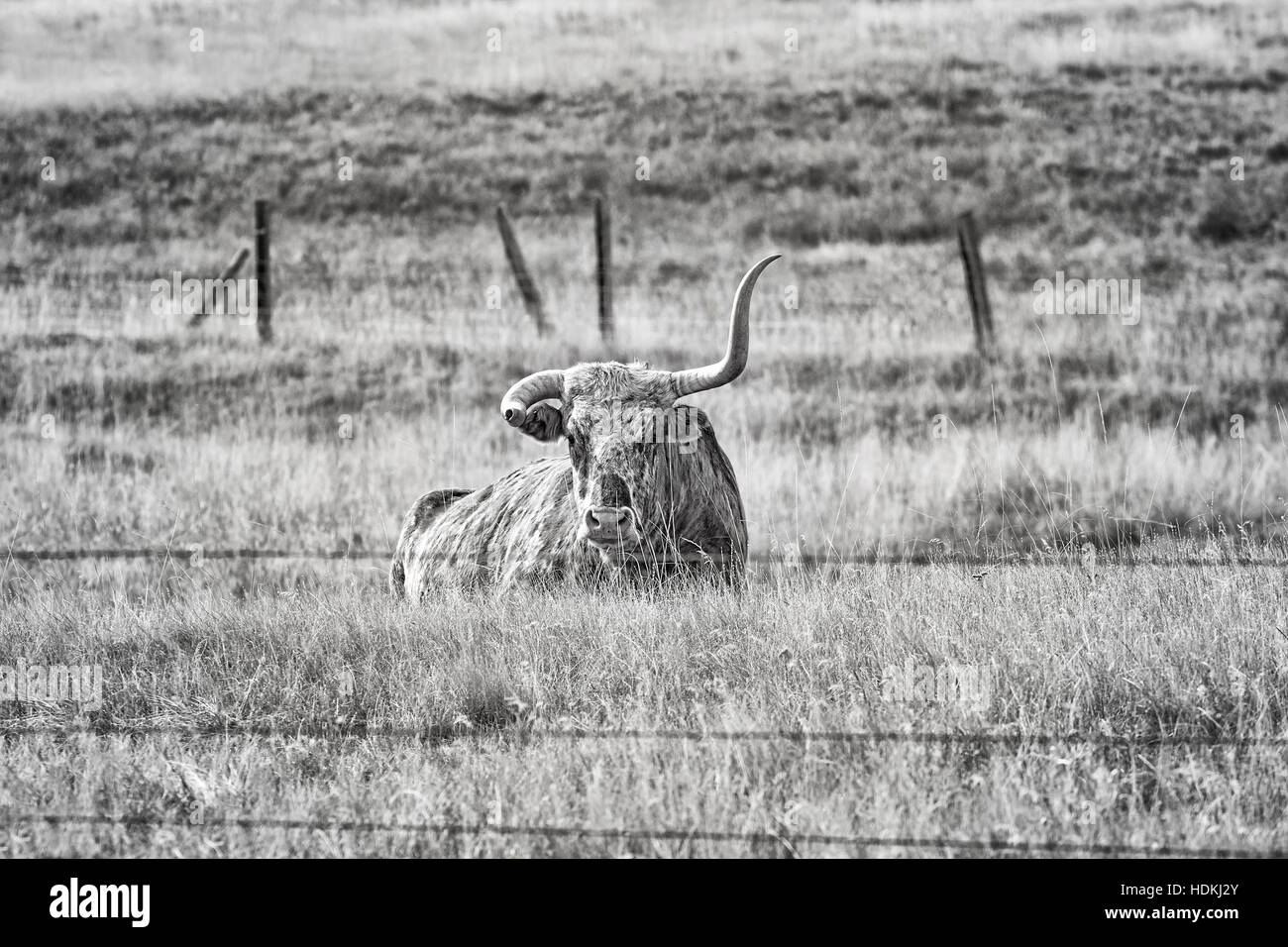 Immagine in bianco e nero del Texas Longhorn con corno rotto giacente a secco su un pascolo d'autunno. Foto Stock