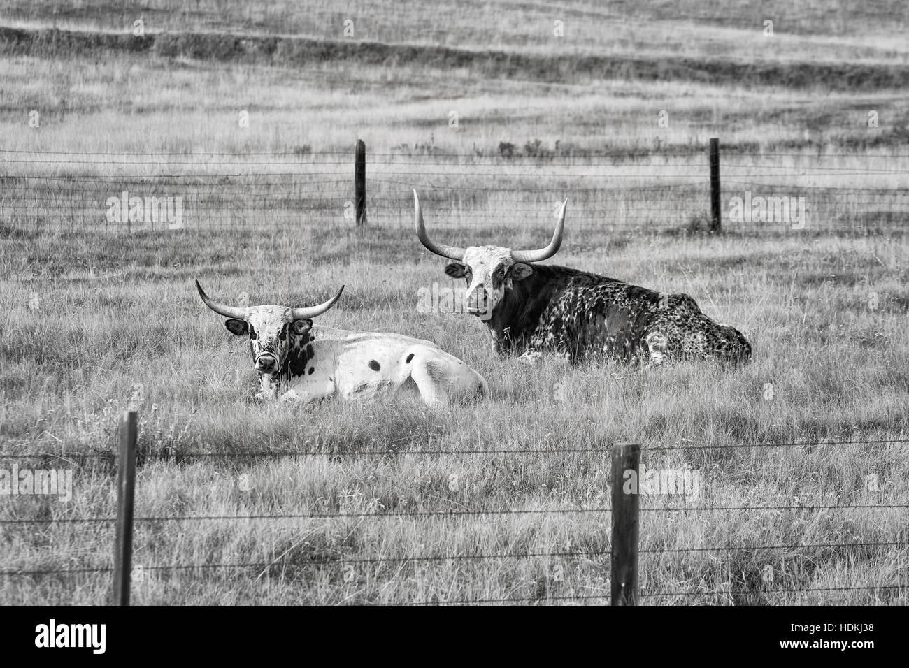 Immagine in bianco e nero di due Texas Longhorns sdraiato su erba secca. Foto Stock
