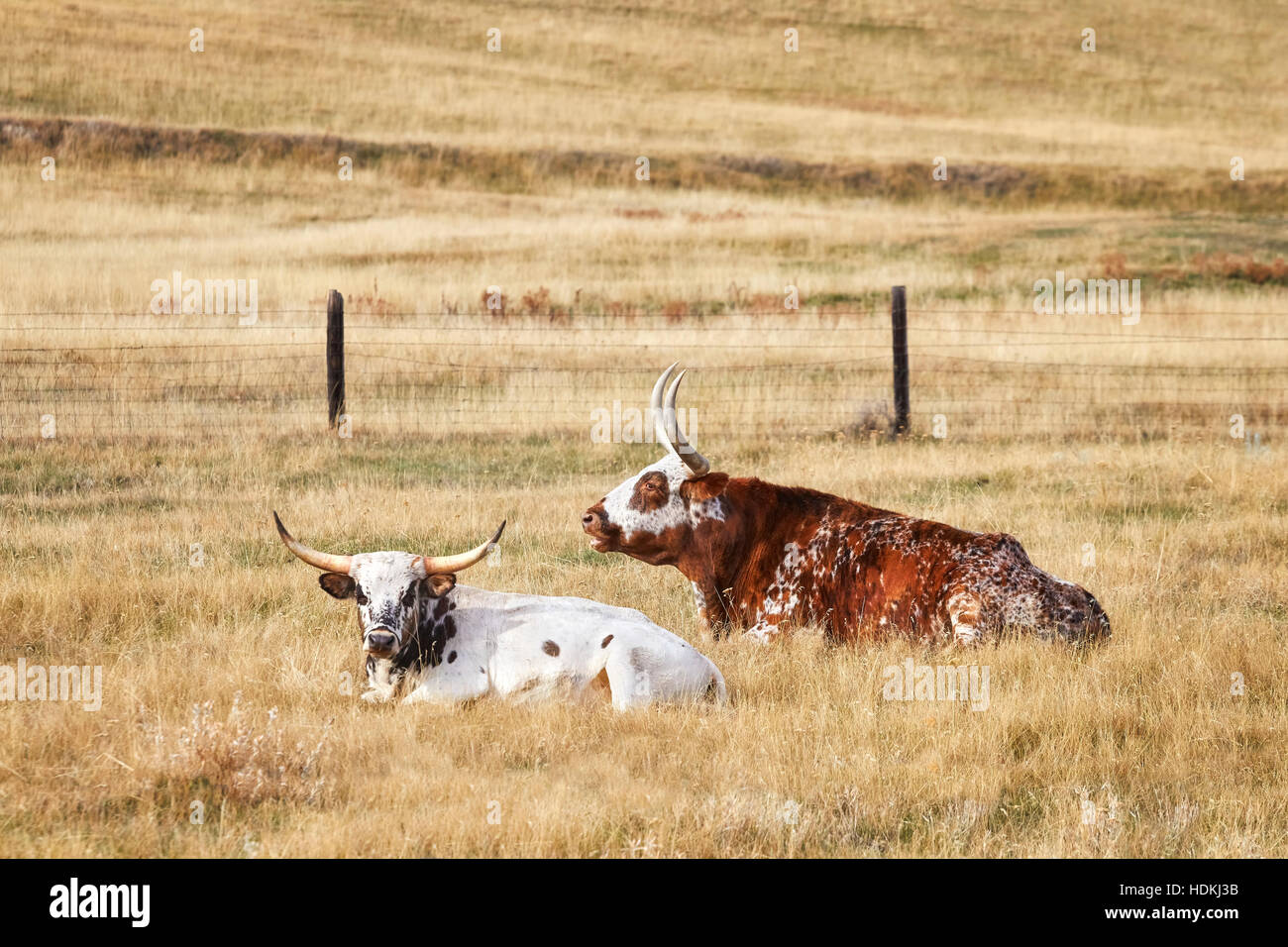 Due Texas Longhorns sdraiato su erba secca. Foto Stock