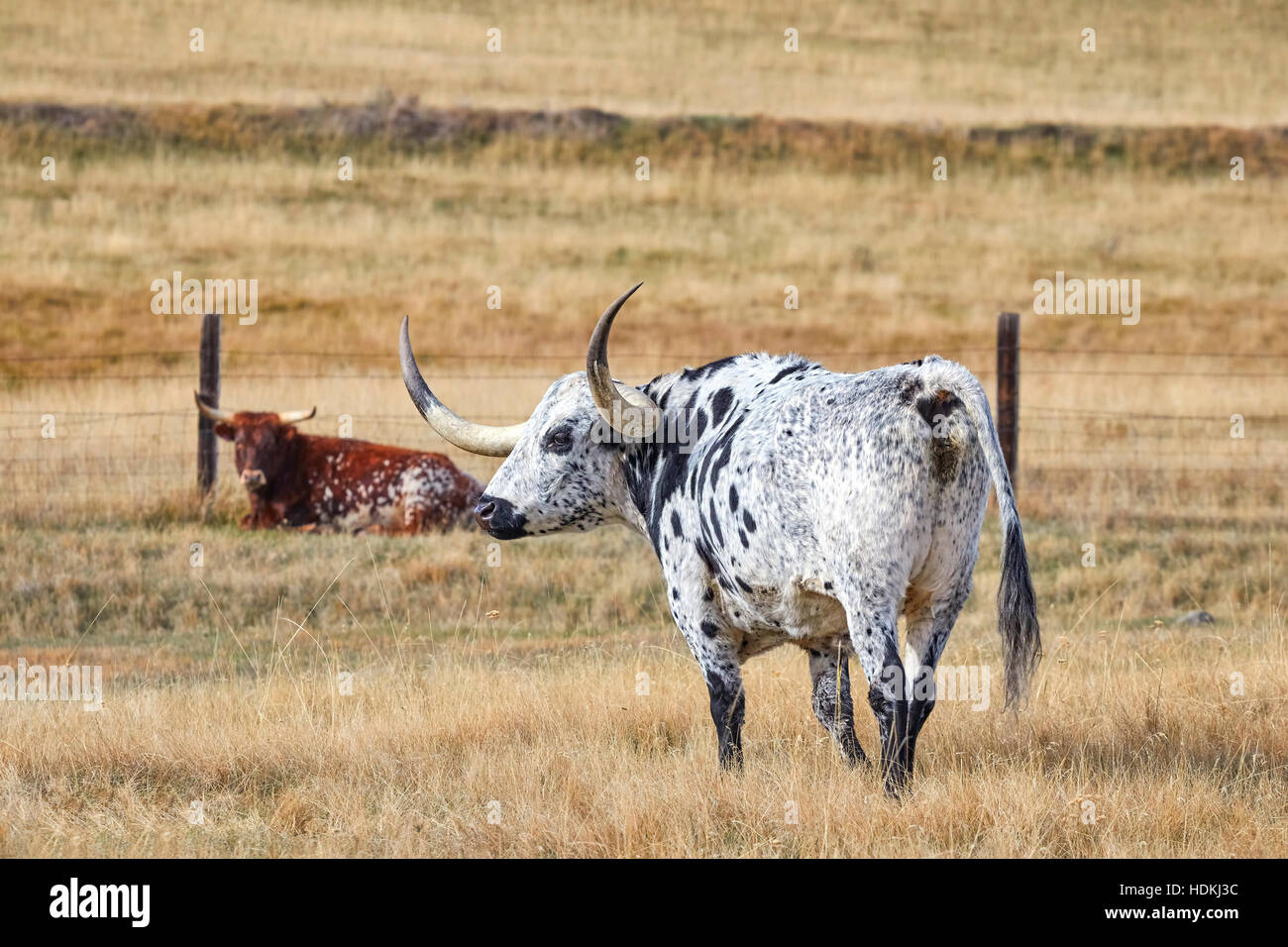 Texas Longhorns pascolare in un secco pascolo d'autunno. Foto Stock