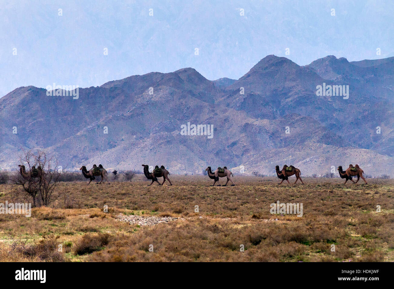 Camel train, Western Xia Mausoleo, Yinchuan, Ningxia, Cina Foto Stock