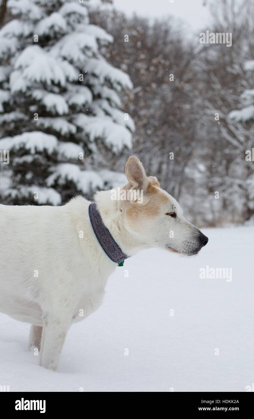 Un cane in piedi nella neve. Foto Stock
