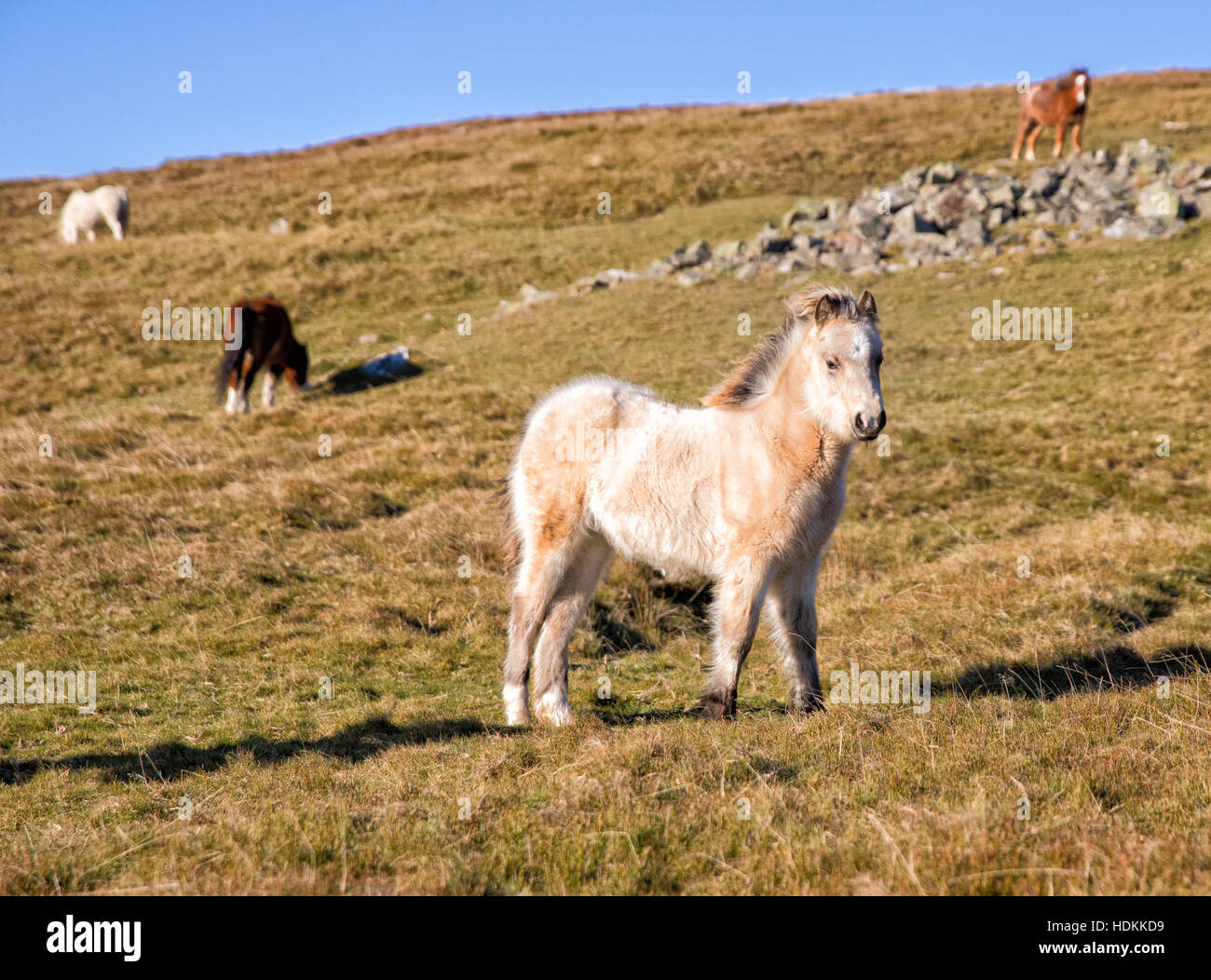 Brecon pony puledro e altri membri della sua famiglia di allevamento in brughiera sul Brecon Beacons nel South Wales UK Foto Stock