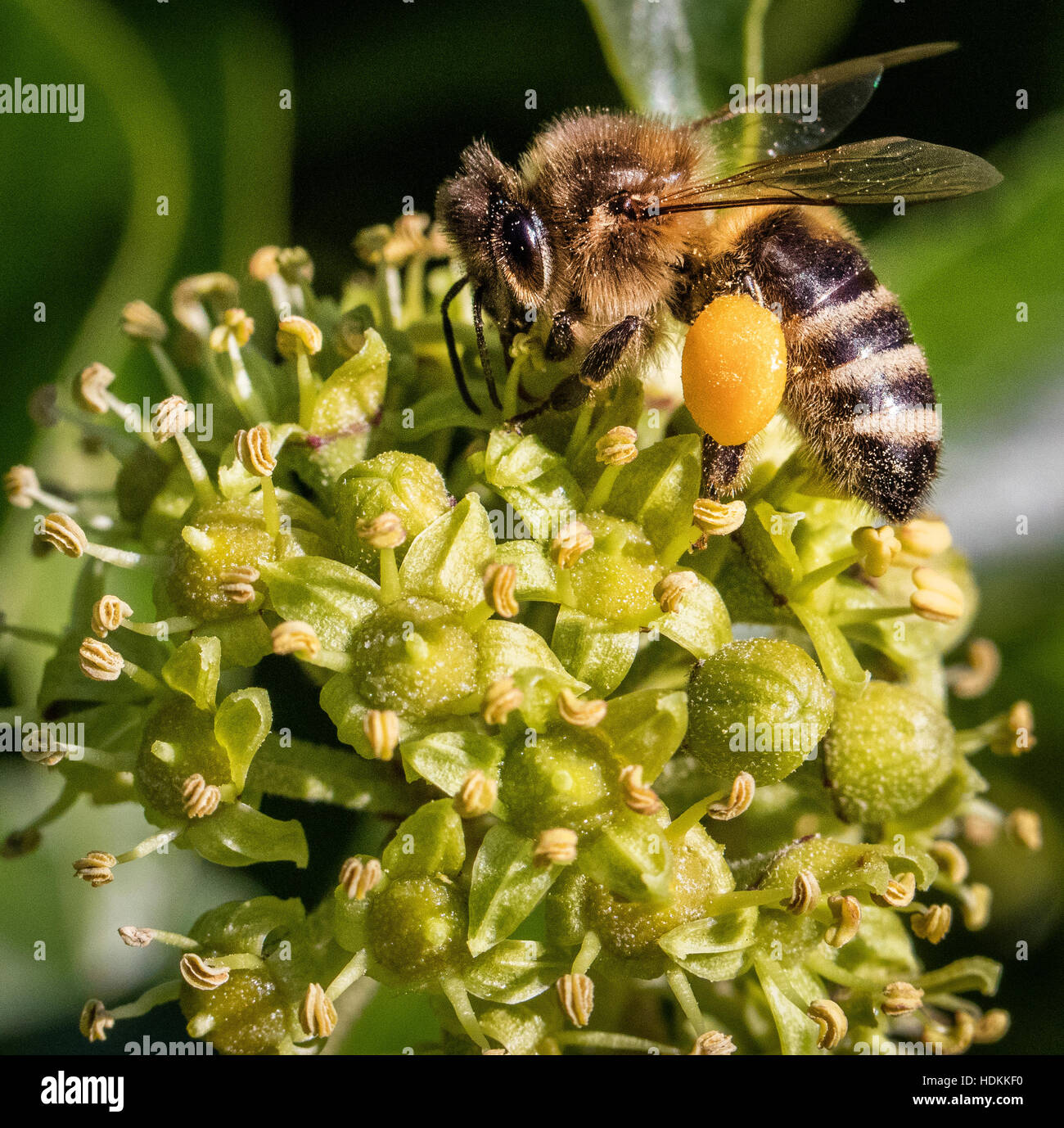 Western honey bee Apis mellifera alimentazione e raccogliere il polline di fiori di edera Foto Stock