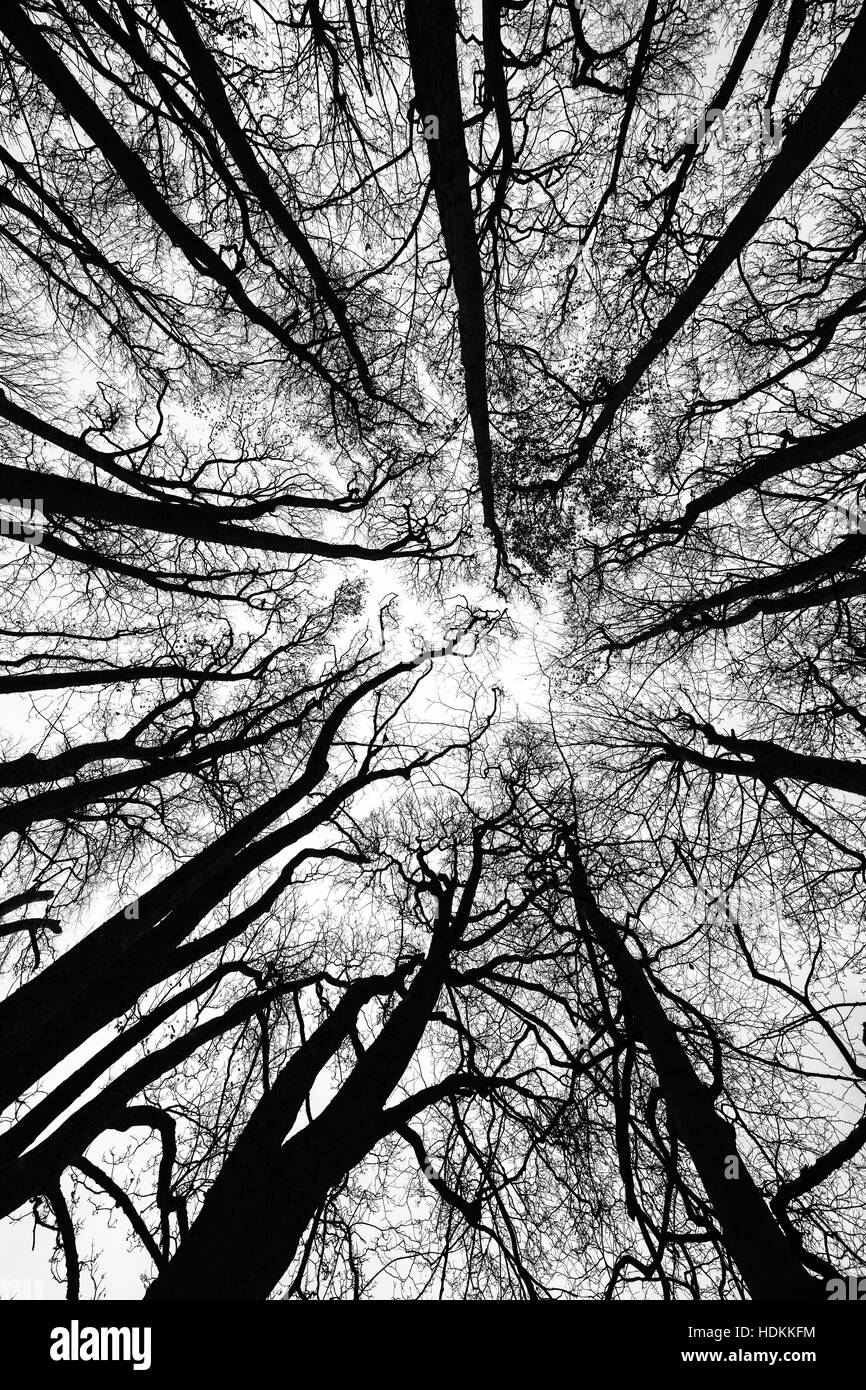 Faggi in inverno - grandangolari visualizzare fino nella calotta Somerset REGNO UNITO Foto Stock