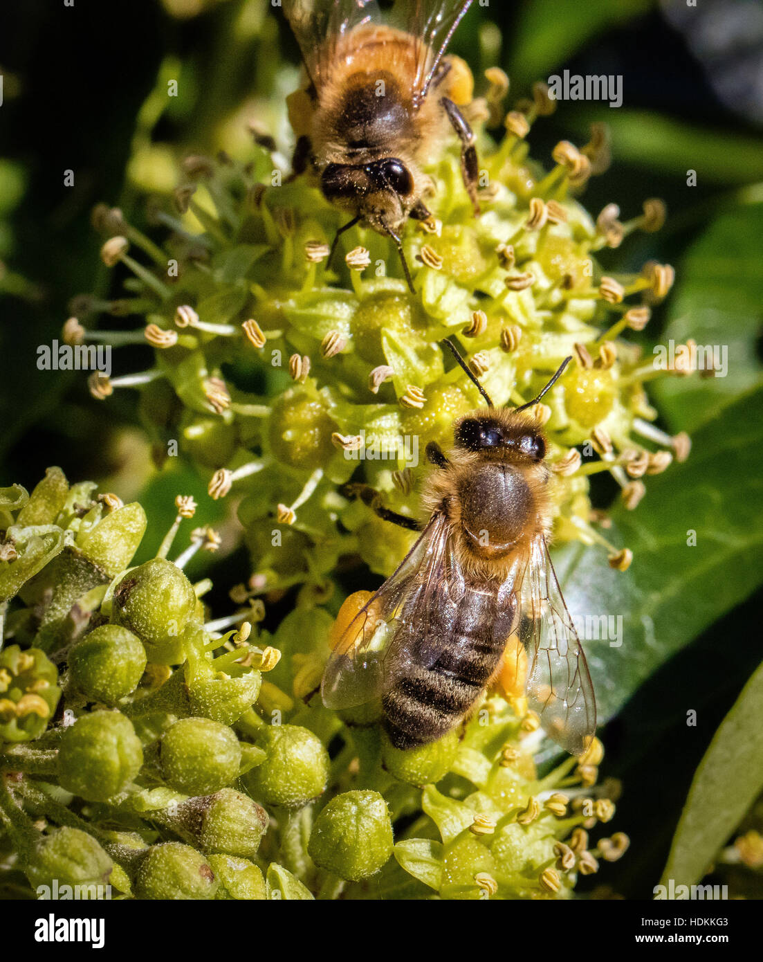 Western honey bee Apis mellifera alimentazione e raccogliere il polline di fiori di edera Foto Stock
