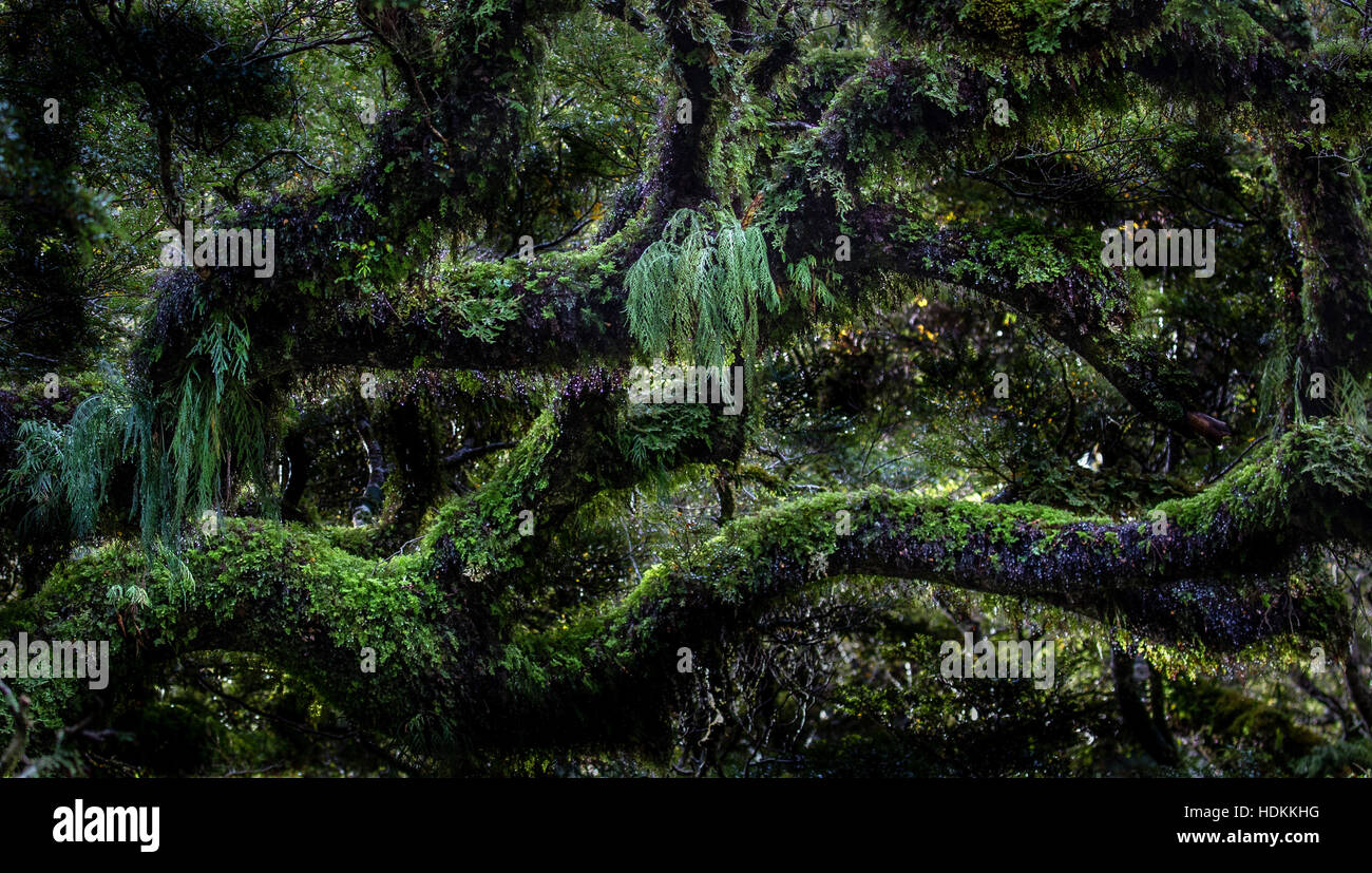 Crescita rigogliosa di epiphytic felci e muschi su alberi a Milford Sound nel Fjordland area dell Isola del Sud della Nuova Zelanda Foto Stock