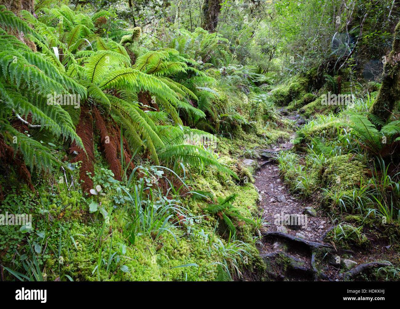 Ferny sentiero forestale di Marion il lago nel distretto di Fjordland dell Isola del Sud della Nuova Zelanda Foto Stock