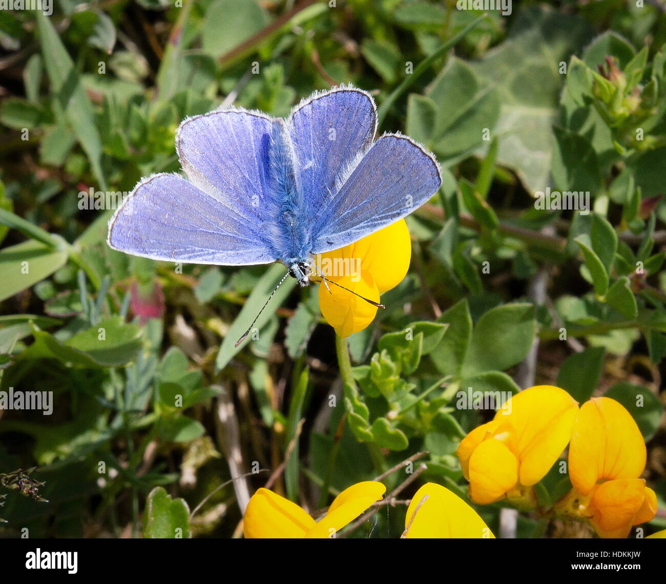 Imago maschio della comune blue butterfly Polyommatus icarus avanzamento sul Trifoglio del piede dell'uccello - Mendip Hills Somerset REGNO UNITO Foto Stock