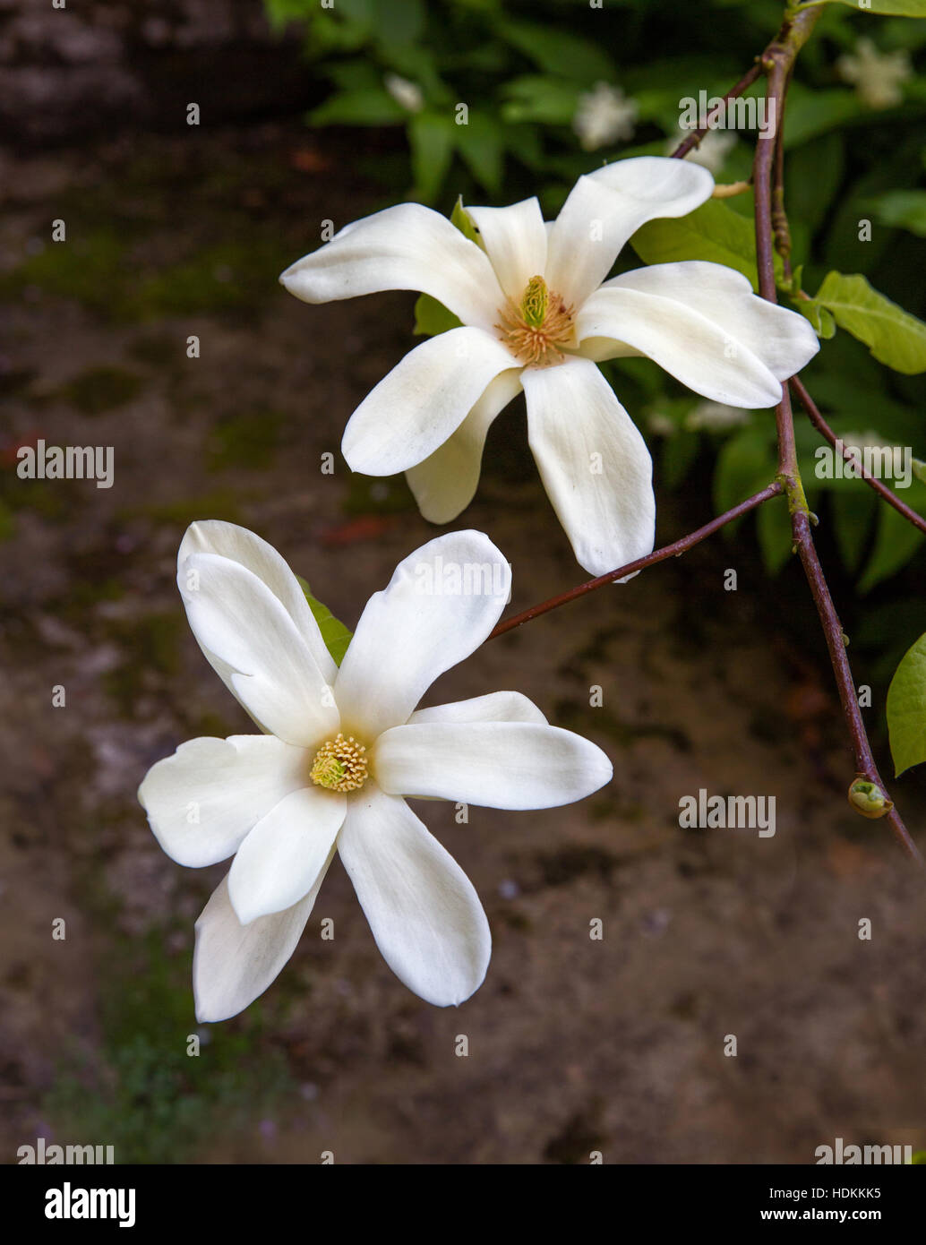 Bianco crema fiori di magnolia macrophylla in un giardino inglese Foto Stock