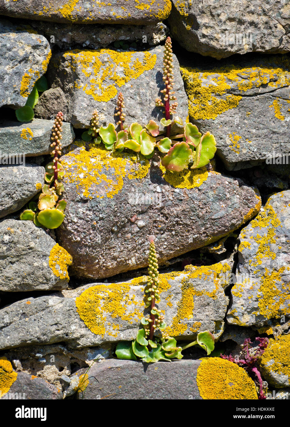 Parete centella o ombelico di Venere Umbilicus rupestris in habitat tipico nelle fessure di vecchi muri di pietra sulla Penisola di Gower Foto Stock