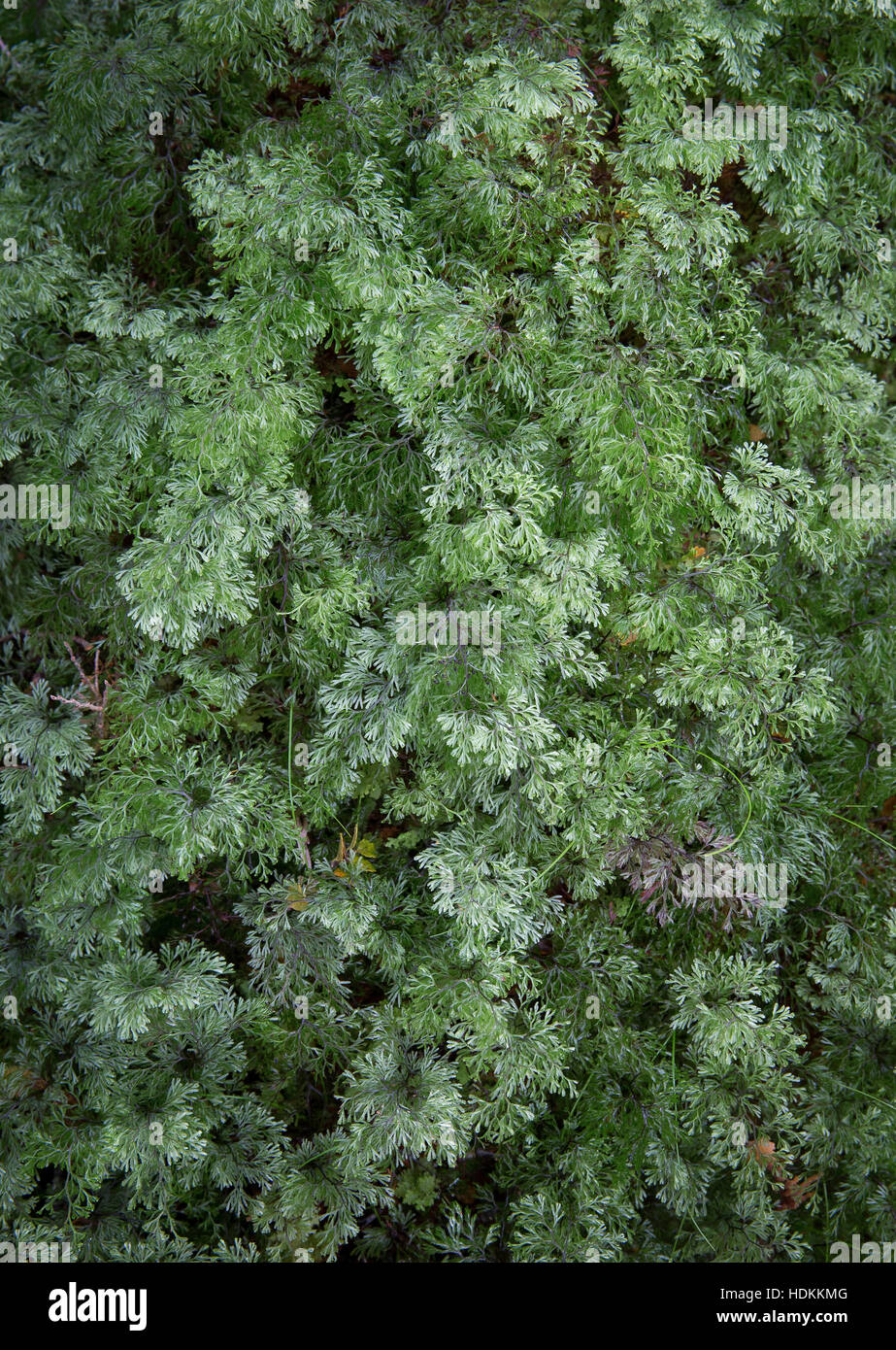 Crescita rigogliosa della felce epiphytic Hymenophyllum rerum crescente sulla corteccia di albero vicino Lago di Mariano Fjordland in Nuova Zelanda Foto Stock