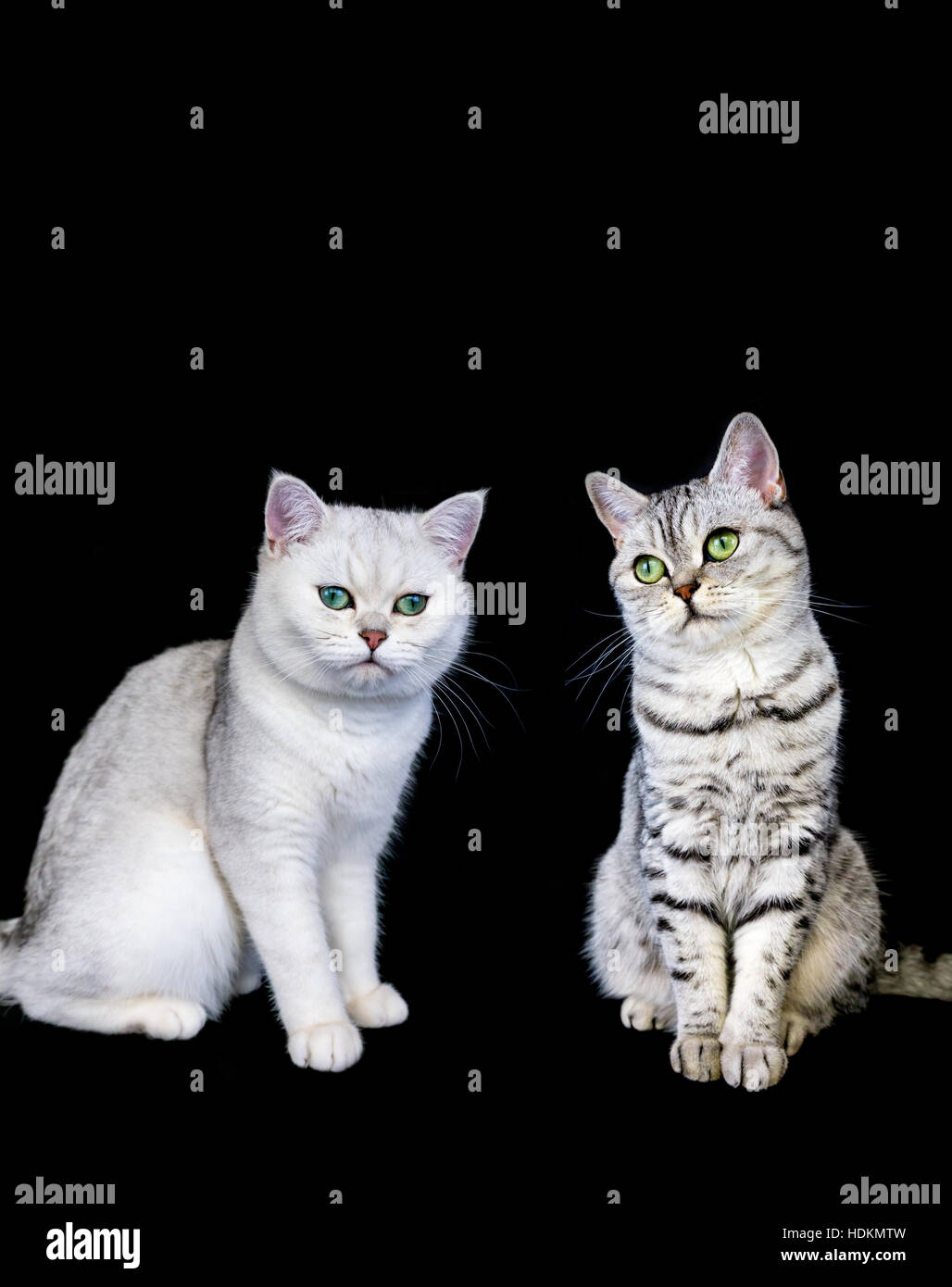 Due britannici di capelli corti black silver tabby e ombreggiata cat su sfondo nero Foto Stock