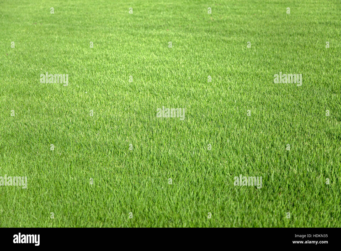 Vista ravvicinata a erba verde Foto Stock