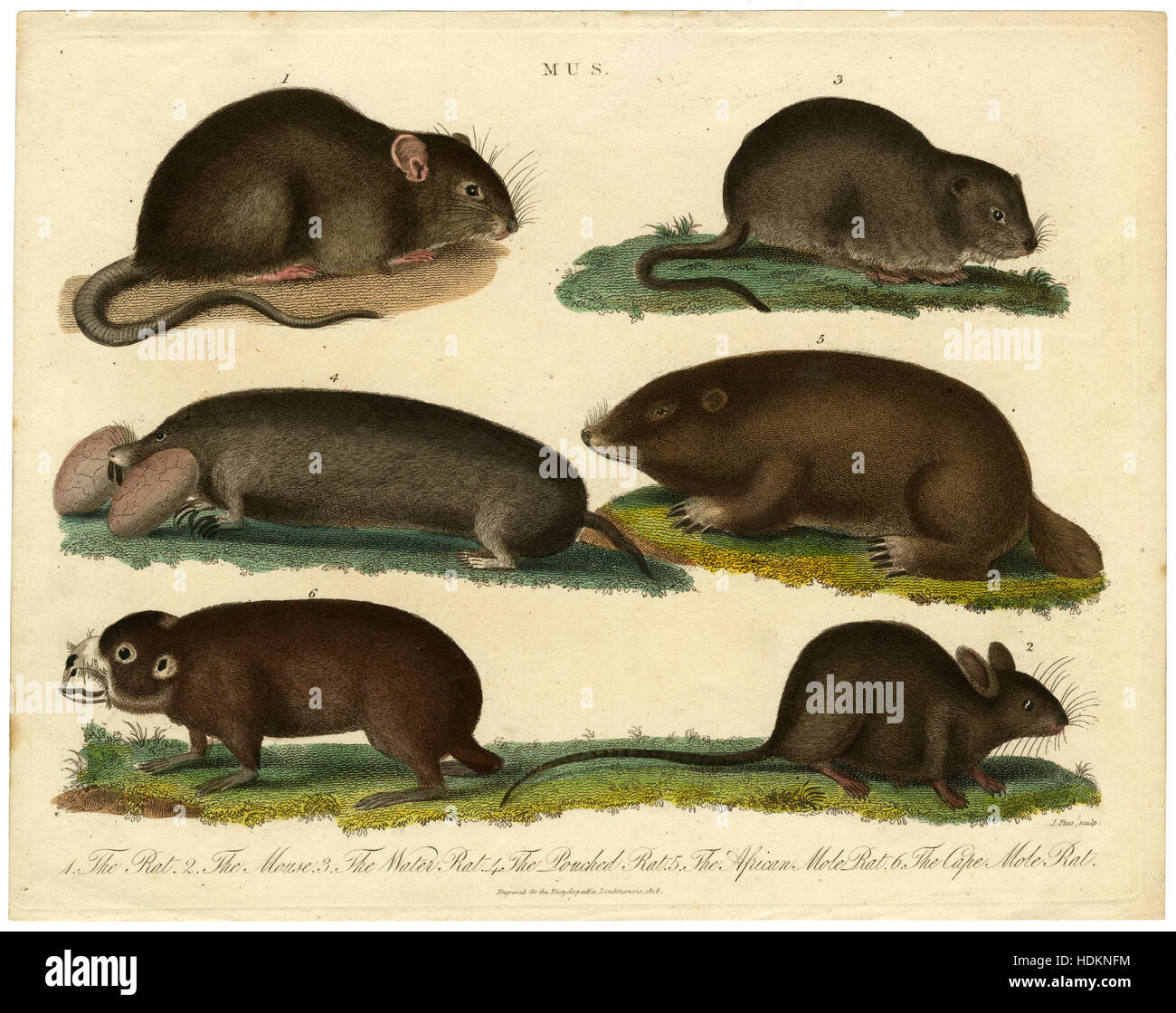 Antica incisione 1818 dall'enciclopedia di Londra che mostra genere Mus - Il ratto, topo, ratto d'acqua, il ratto Pouched, Africano Mole di ratto, il Cape Mole Rat. Fonte: incisione originale. Foto Stock