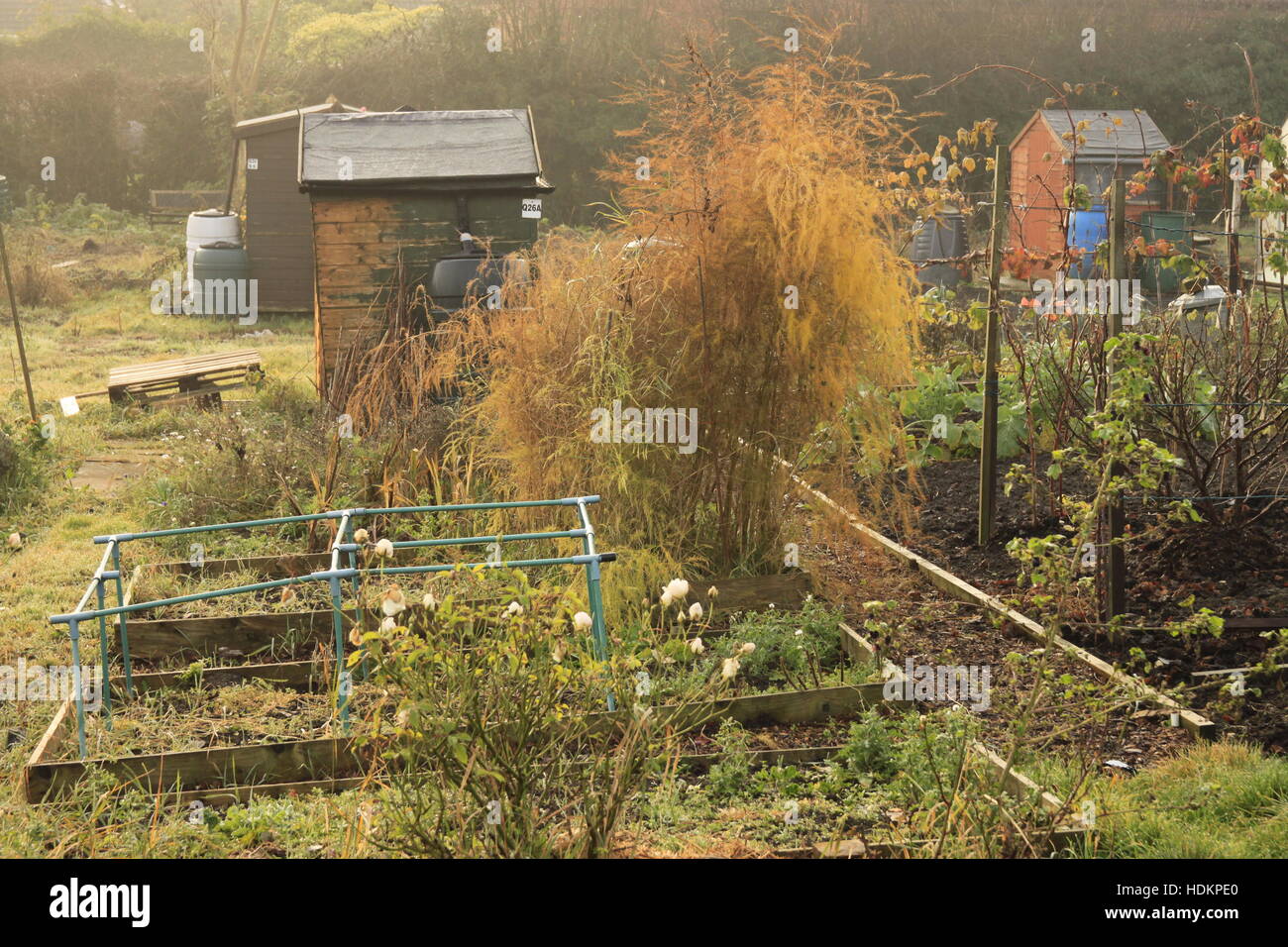 Riparto lavori di giardinaggio sul grafico di vegetali con carriola in sole autunnale beverley, Yorkshire nell Inghilterra del nord Foto Stock