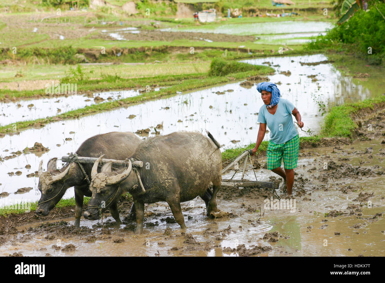 Una donna forte aratura in risaia utilizzando buffaloes Foto Stock