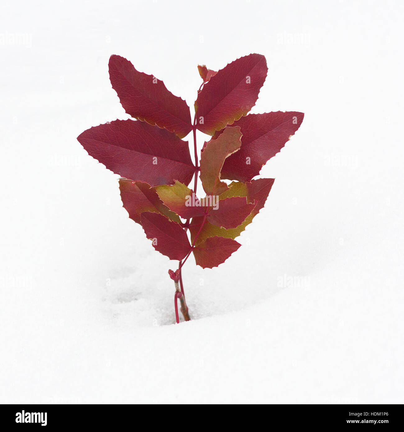 Red Oregon di foglie di uva nella neve Foto Stock
