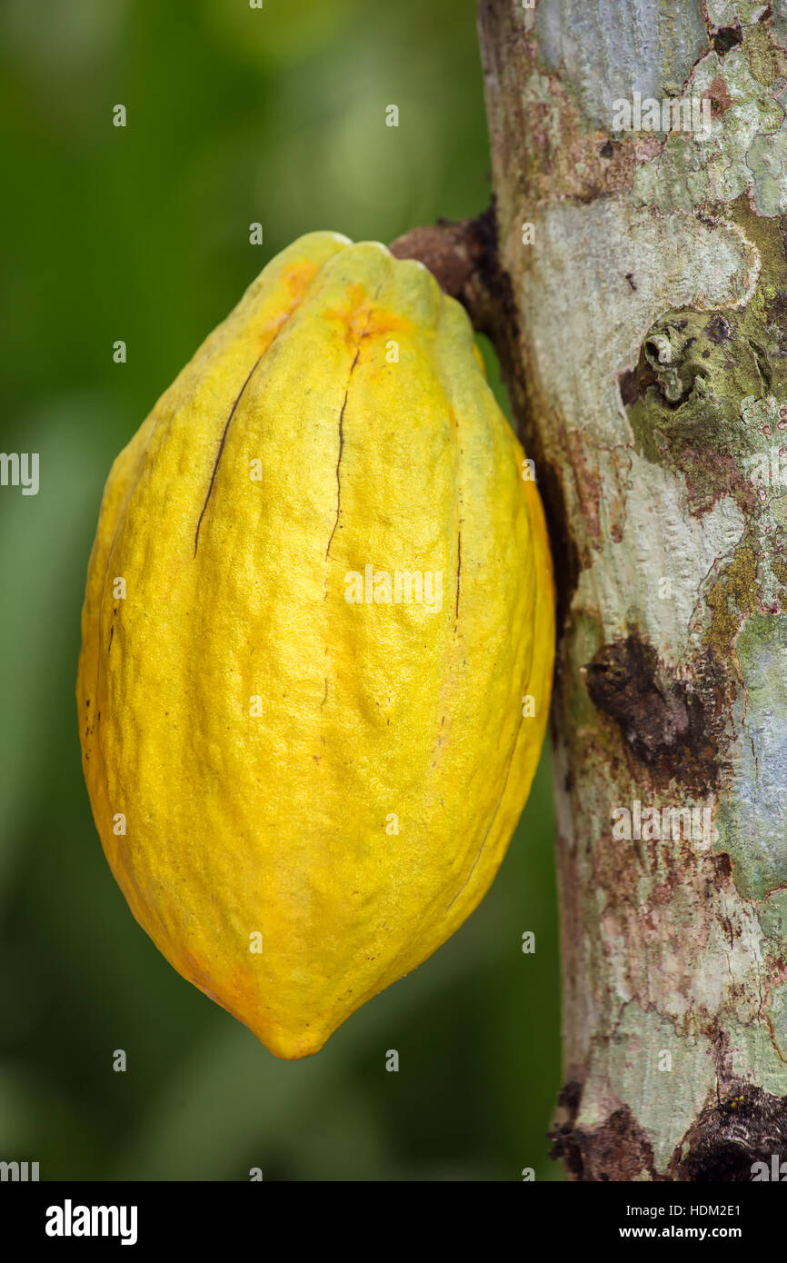 Il cacao frutti pendenti sulla struttura ad albero Foto Stock