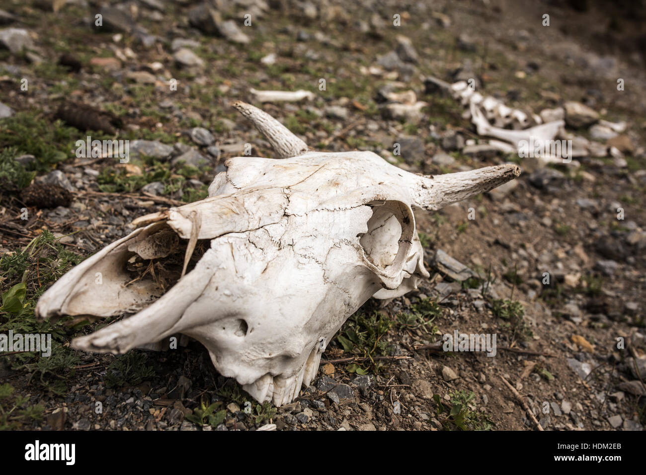 Vacca di teschio sul terreno in Nepal. Foto spettacolari Foto Stock