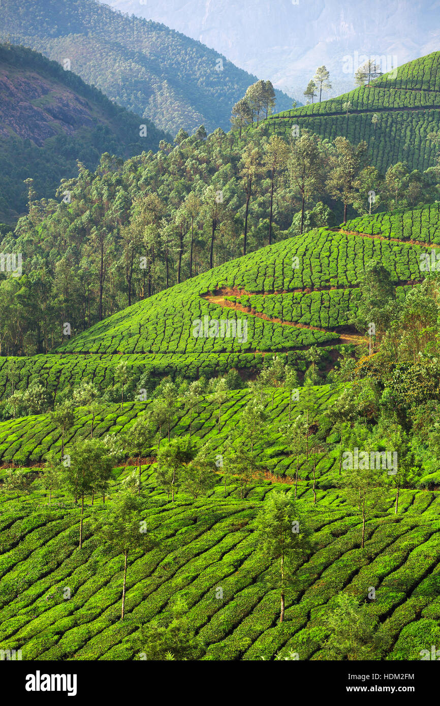 Le piantagioni di tè in Munnar Kerala, India Foto Stock