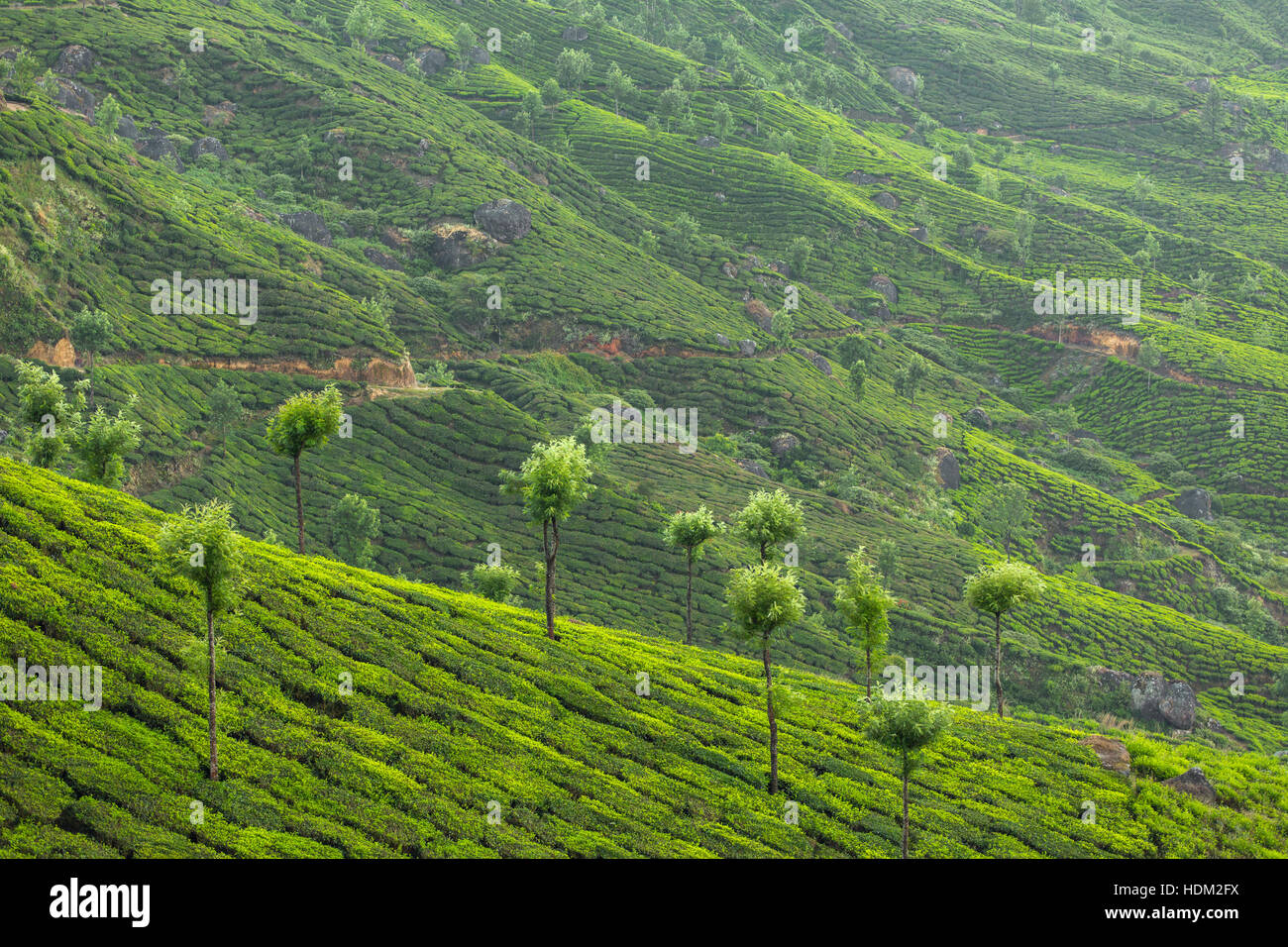 Le piantagioni di tè in Munnar Kerala, India Foto Stock