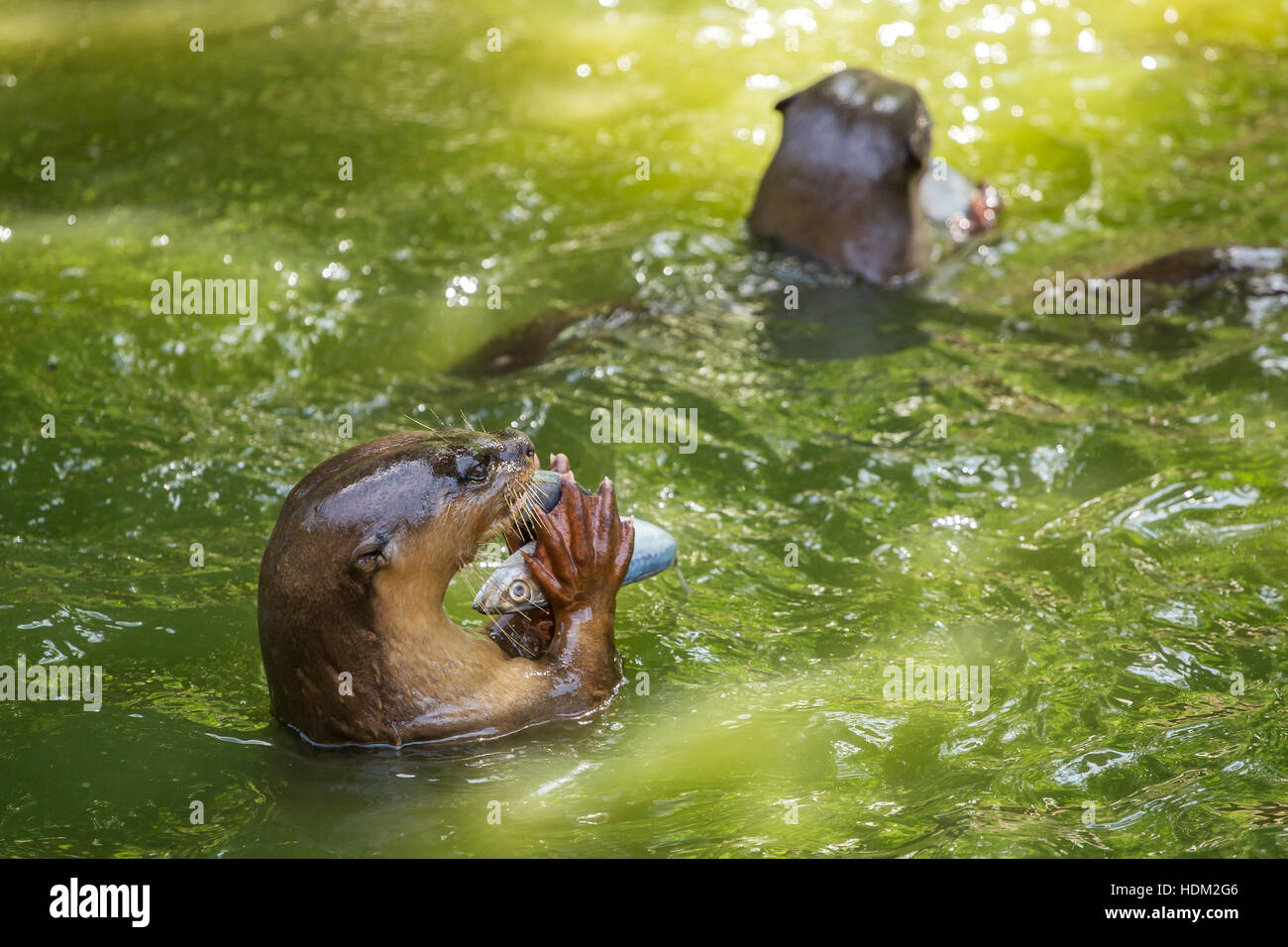 Otter mangiare pesce in acqua Foto Stock