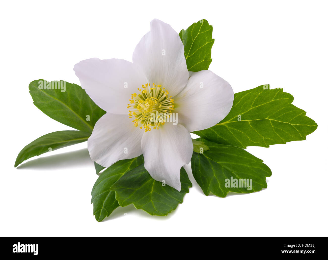 Veratro (fiore rosa di natale) isolato su bianco Foto Stock