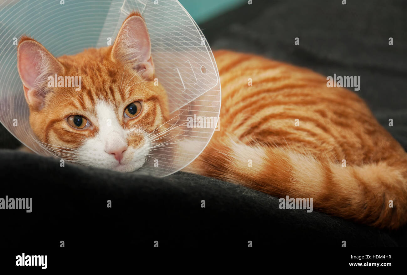 Immagine del gatto di zenzero riposo dopo un trattamento medico. Foto Stock