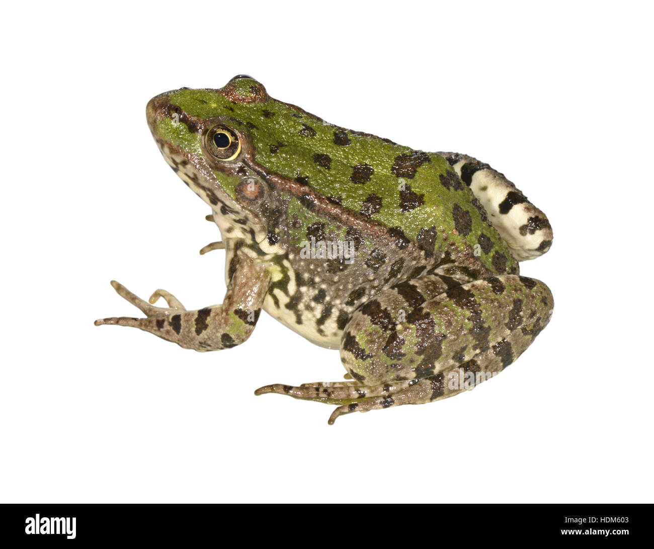 Levant acqua Rana - Pelophylax bedriague Foto Stock