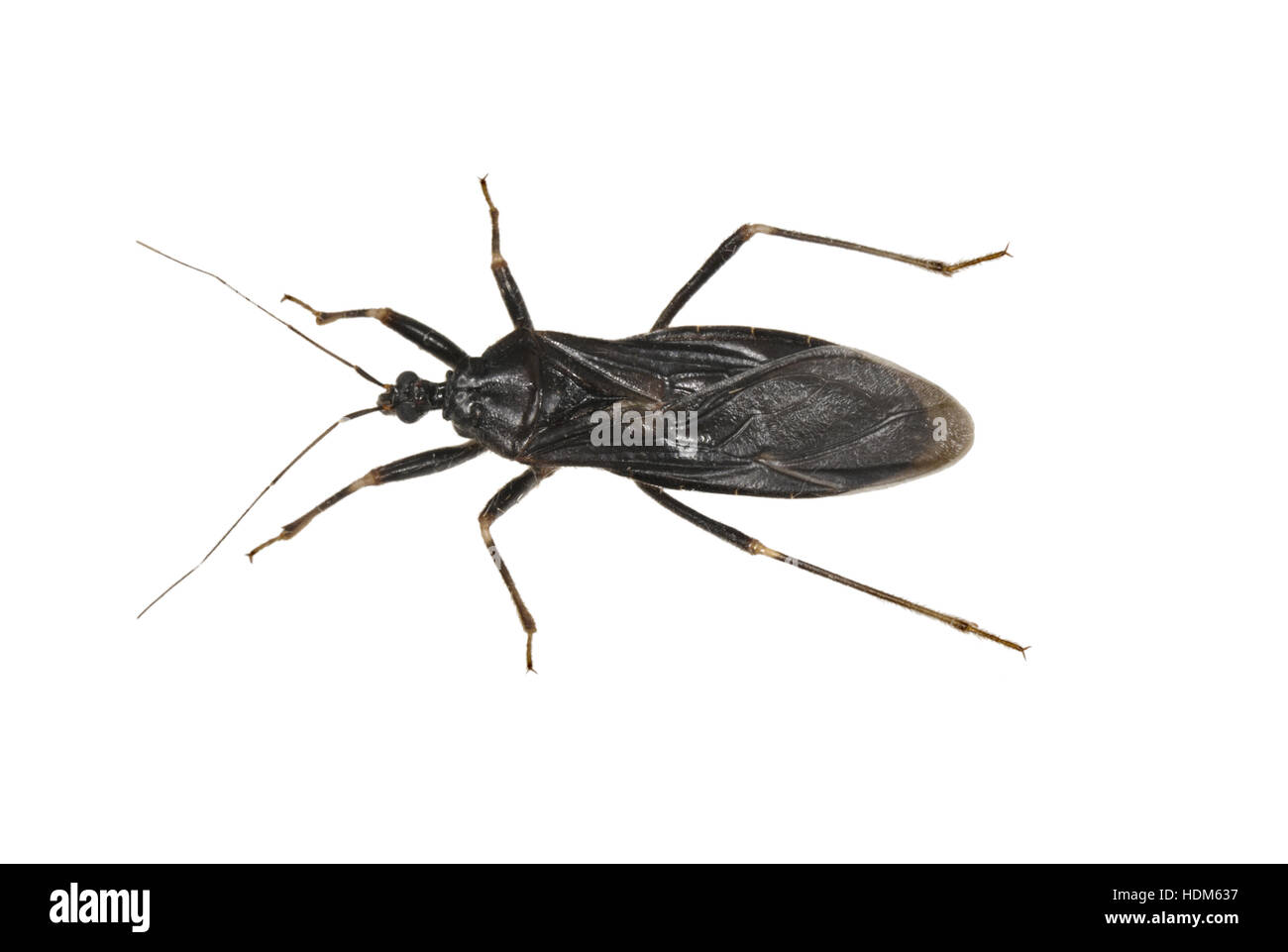 Masked Bug - Reduvius personatus - aka fly bug, flybug, assassin bug Foto Stock