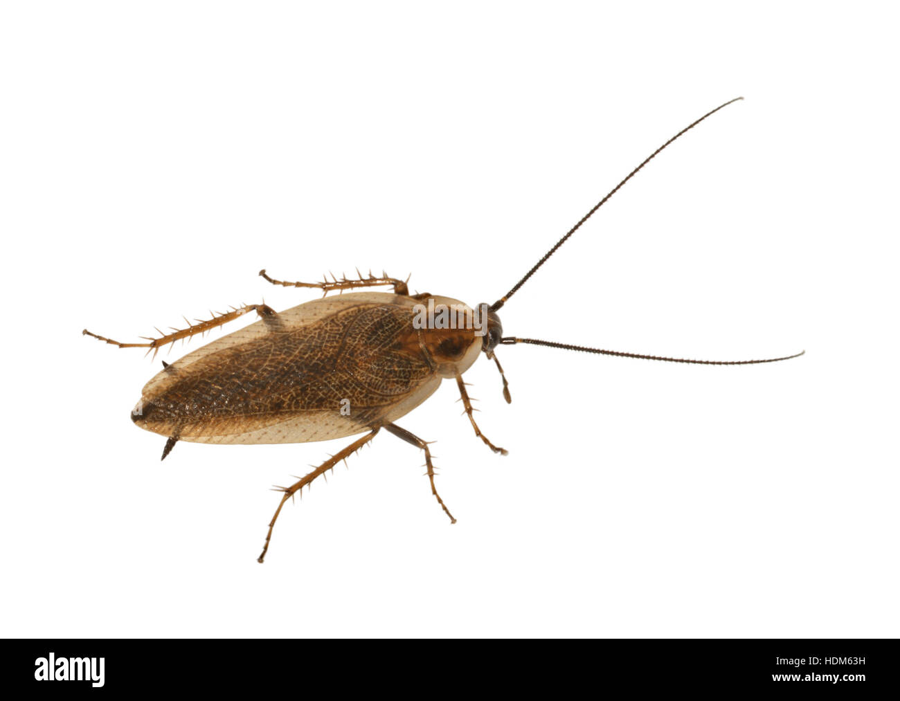 Dusky scarafaggio - Ectobius lapponicus - maschio Foto Stock