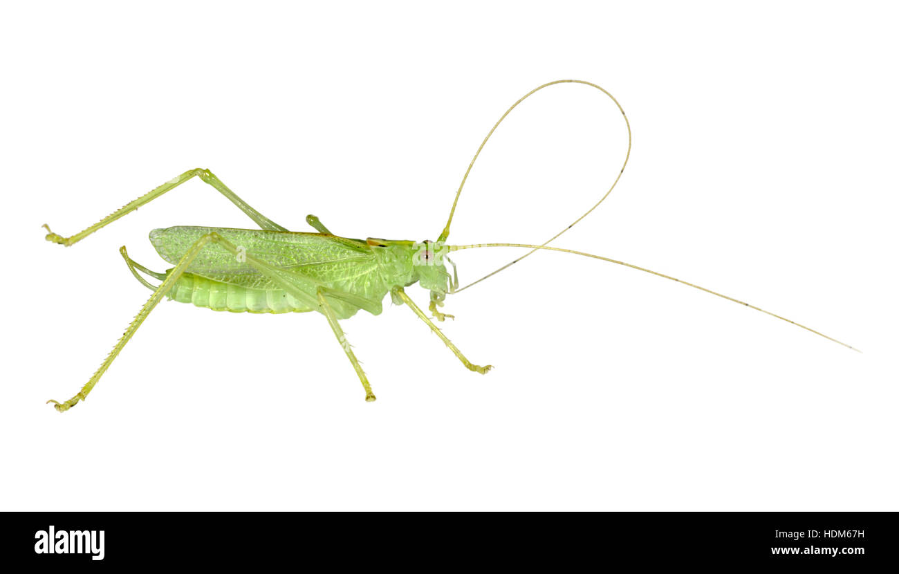 Oak Bush-cricket - Meconema thalassinum Foto Stock