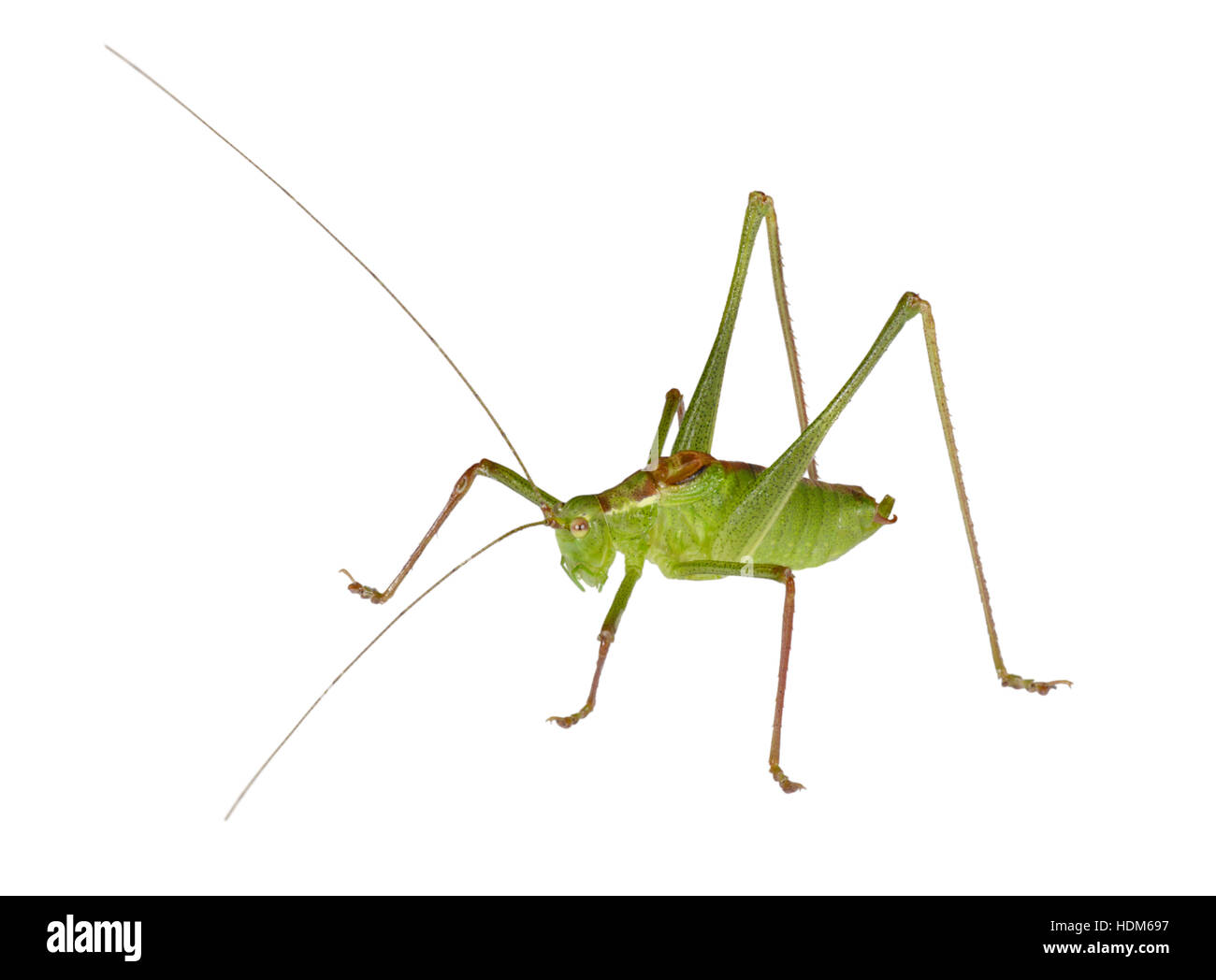 Chiazzato Bush-cricket - Leptophyes punctatissima - maschio Foto Stock