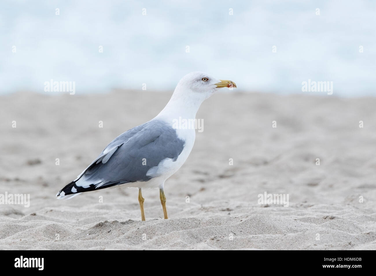 Giallo-zampe (gabbiano Larus micahelis) adulto permanente sulla spiaggia, Maiorca, isole Baleari, Spagna Foto Stock