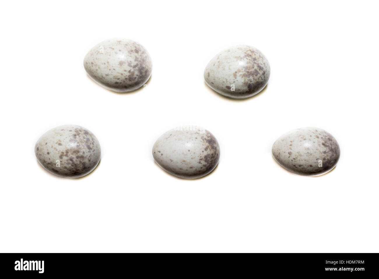 Sylvia nisoria. Le uova dello sbarramento trillo di fronte a uno sfondo bianco, isolata. Russia, Rjazan Regione (Ryazanskaya oblast), il Pronsky Dis Foto Stock