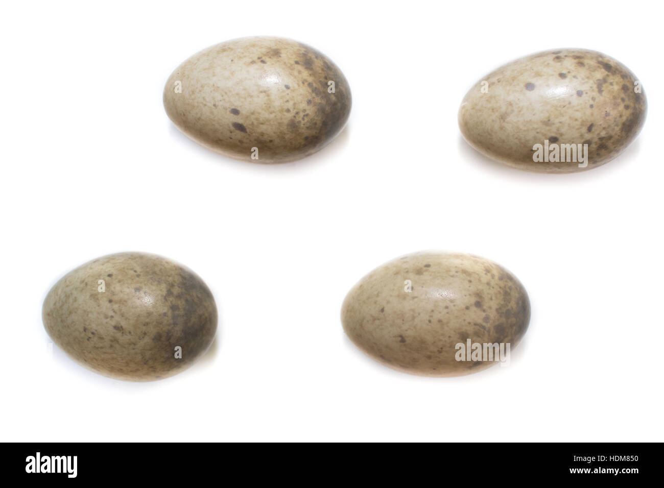 Sylvia nisoria. Le uova dello sbarramento trillo di fronte a uno sfondo bianco, isolata. Russia, Rjazan Regione (Ryazanskaya oblast), il Pronsky Dis Foto Stock